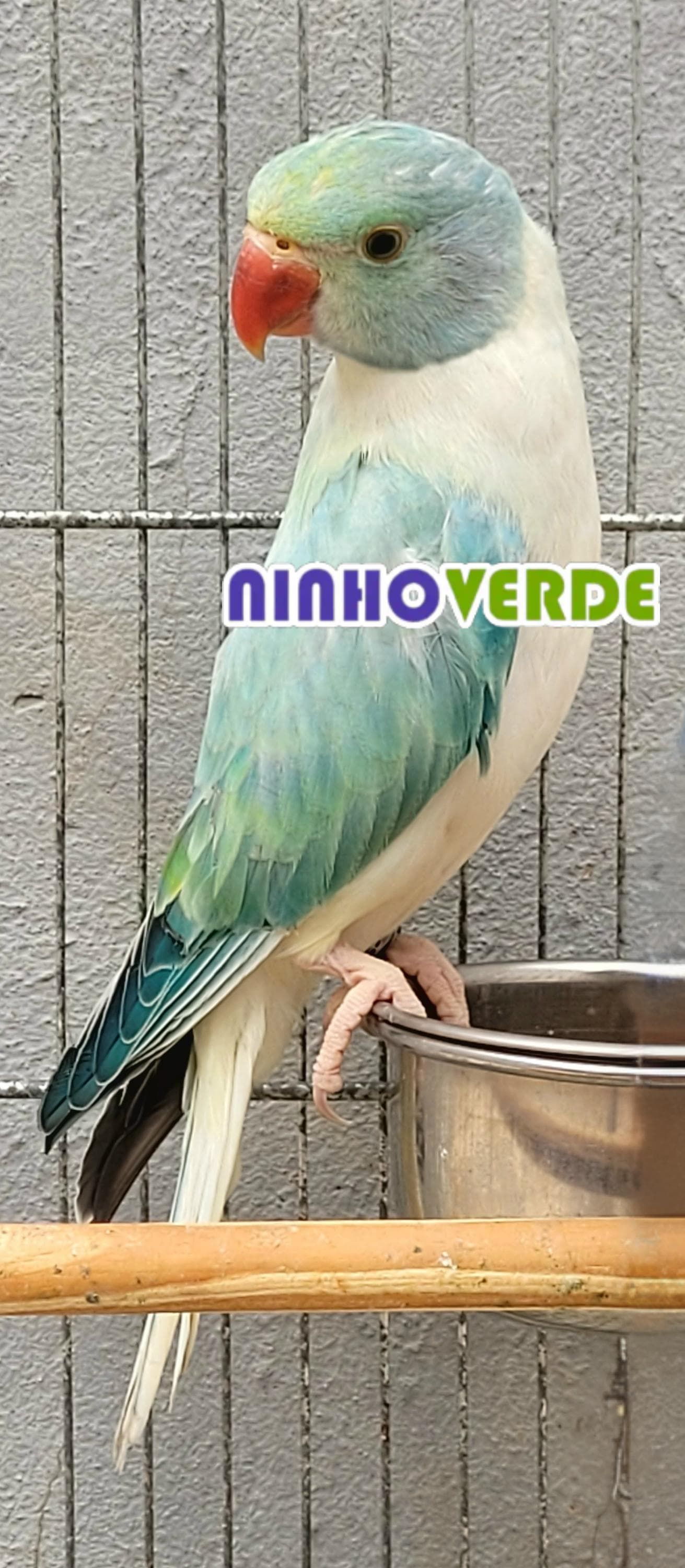 Fêmea Opalina Cleartail Azul Turquesa