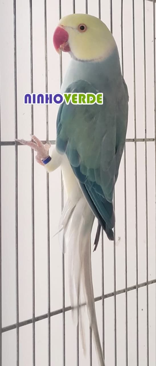 Imagem de Ring Neck - 1