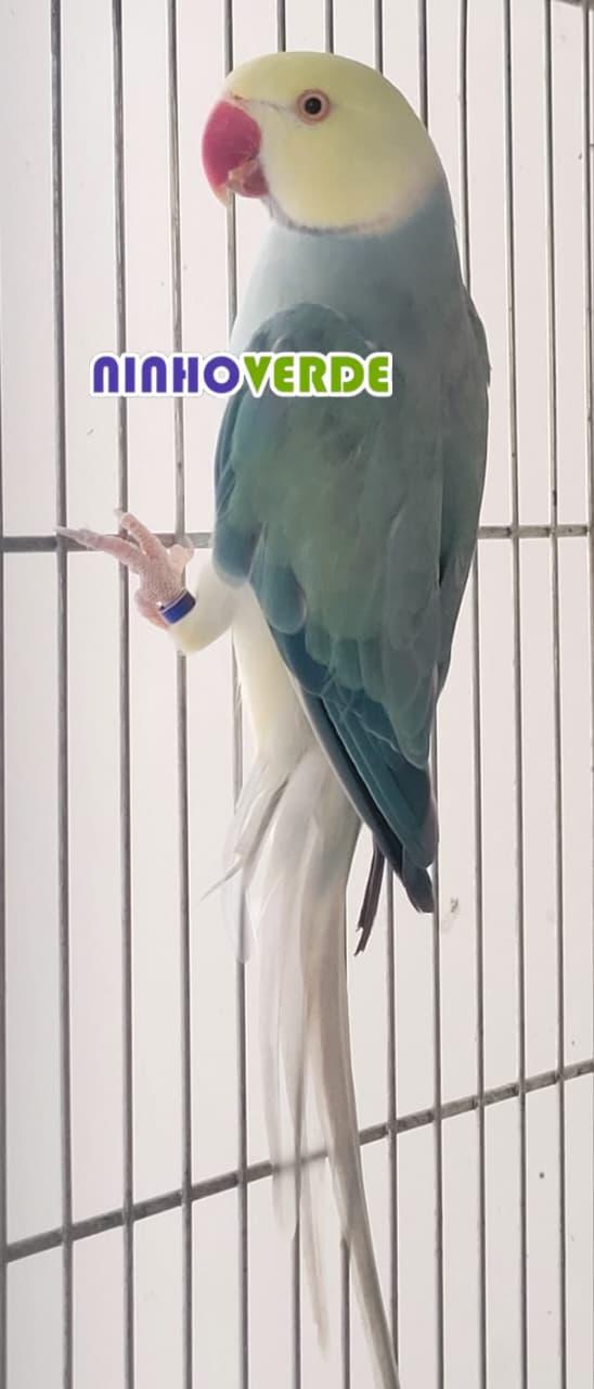 Cleartail Azul Turquesa