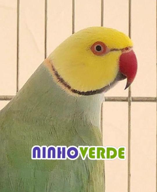 Thumbnail da imagem de Ring Neck - 0