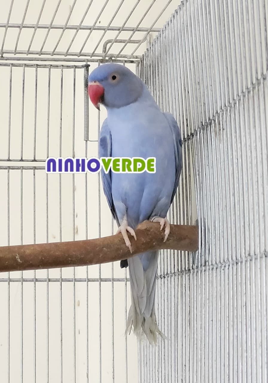 Opalino violeta portador de cleartail