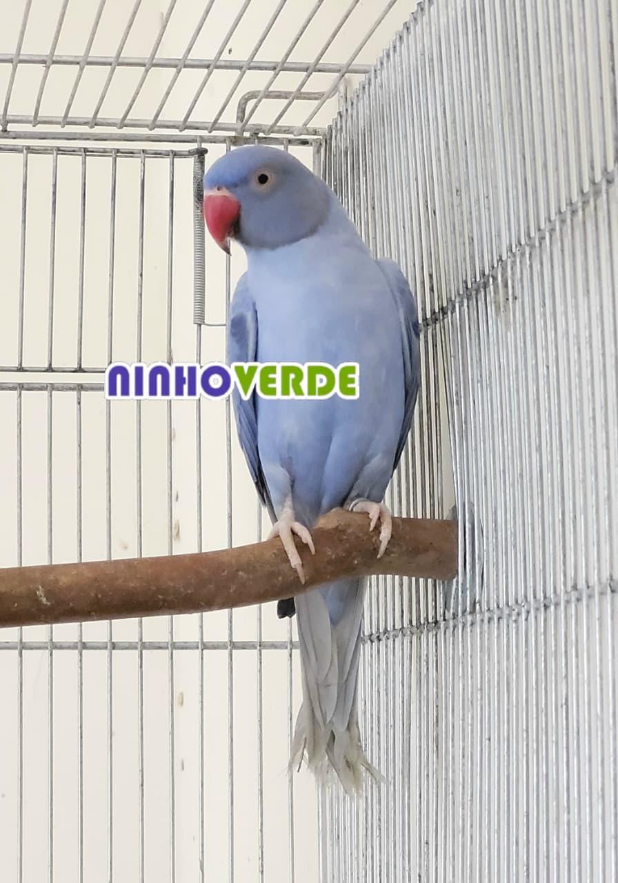 Imagem de Ring Neck - 0