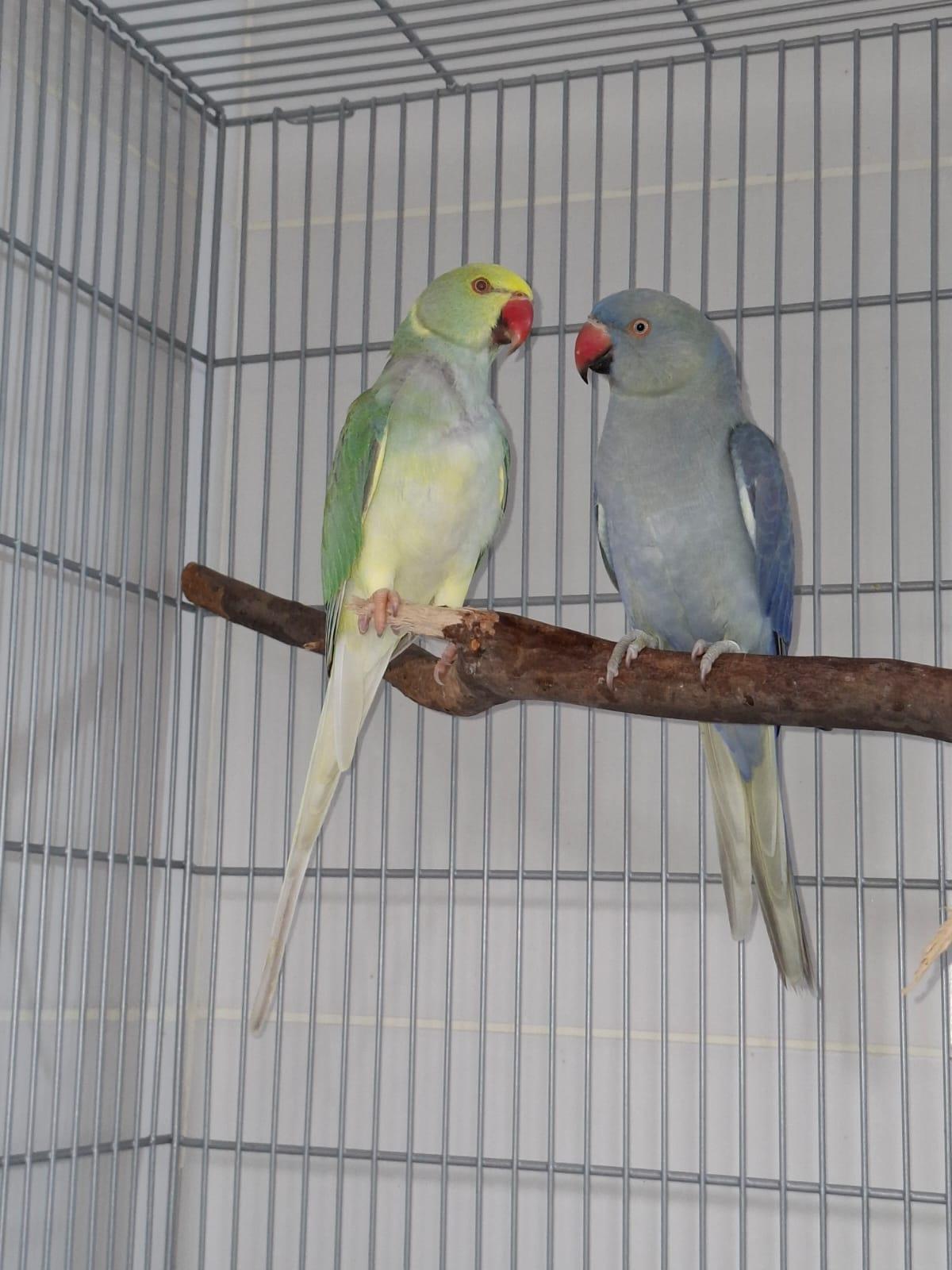 Imagem de Casal 02 - 0
