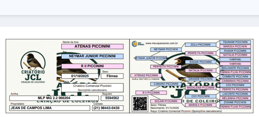 Thumbnail da imagem de Fêmea de coleiro Criatório PICCININI - 0
