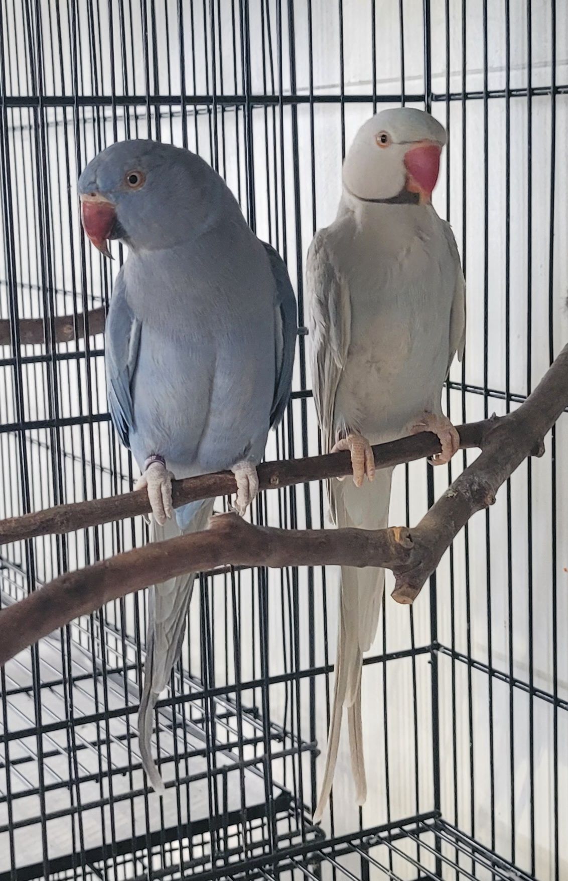 CASAL REPRODUTOR 22 - PALLID AZUL X COBALTO