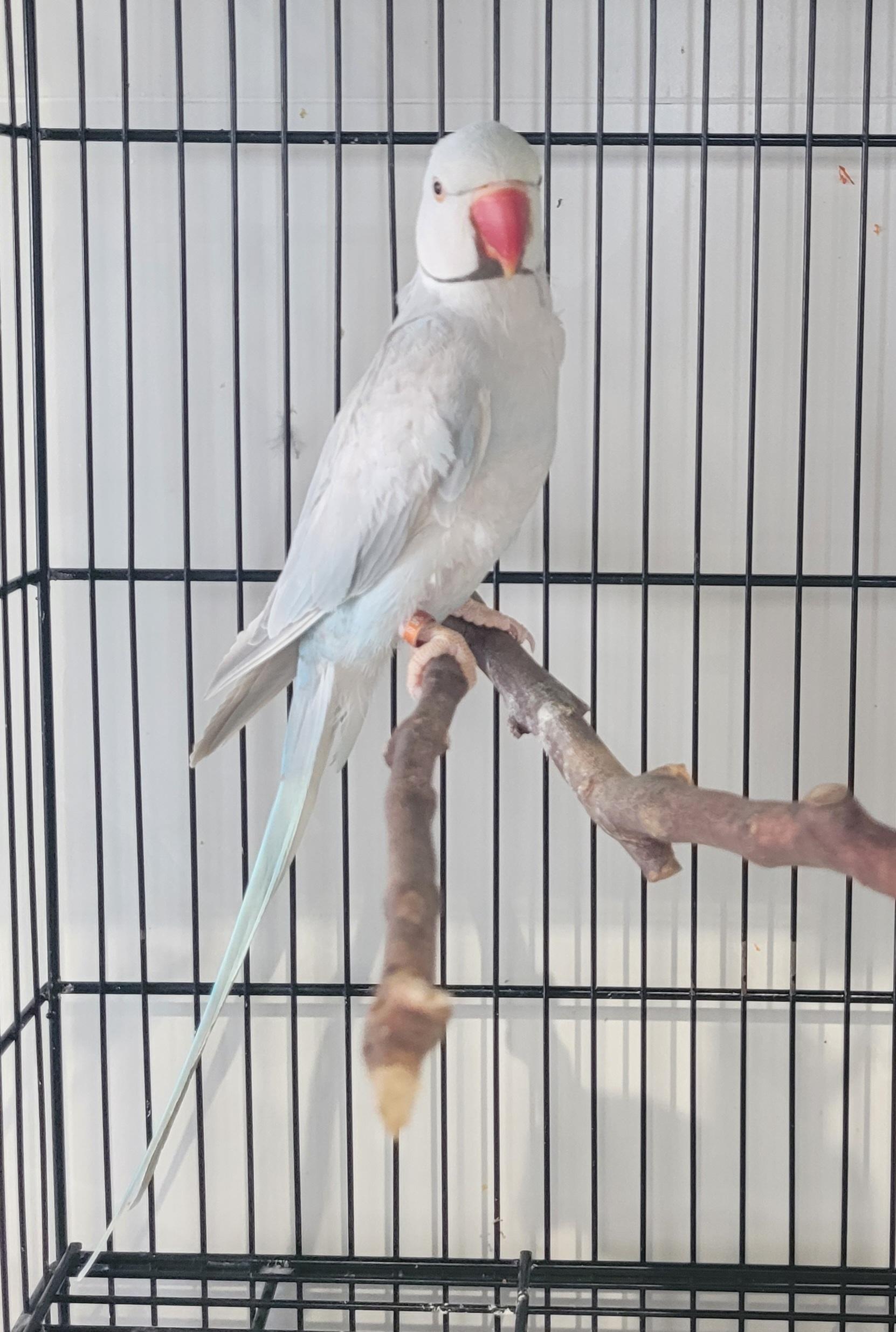 Imagem de Casal Ring Neck - 1