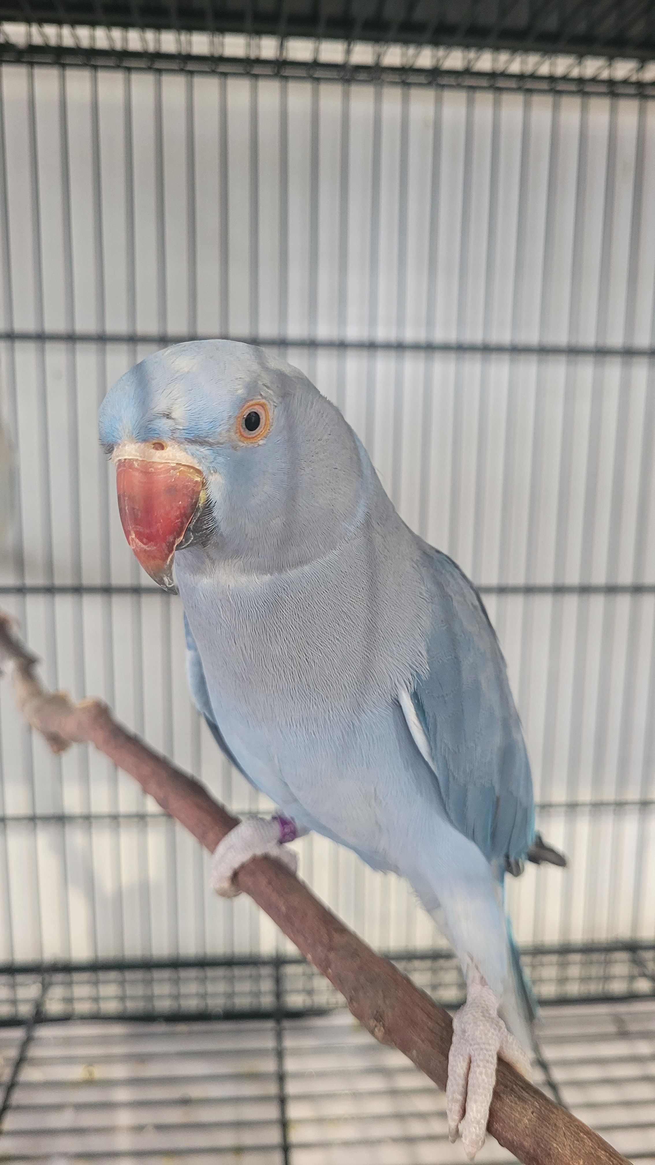 CASAL REPRODUTOR 22 - PALLID AZUL X COBALTO