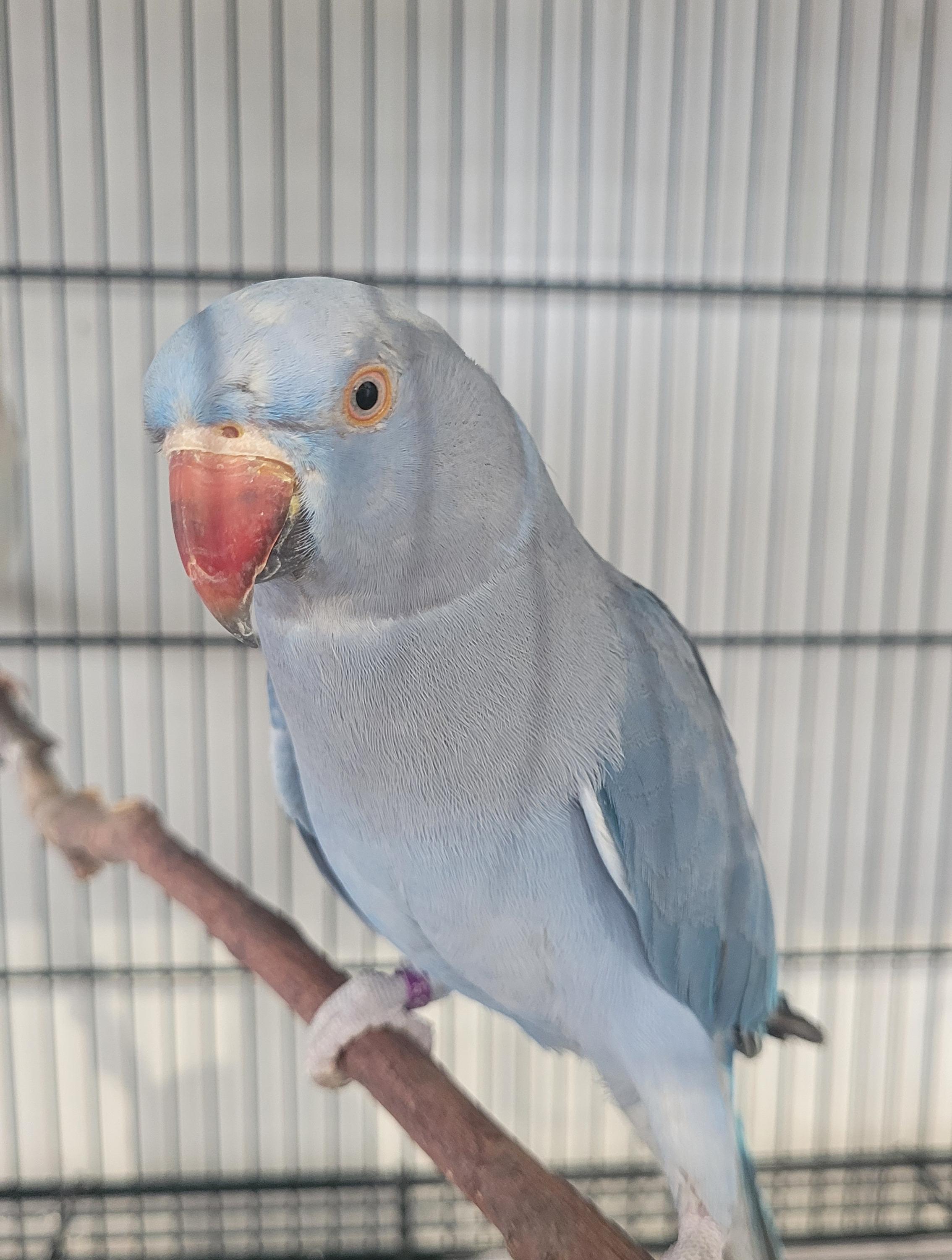 CASAL REPRODUTOR 22 - PALLID AZUL X COBALTO