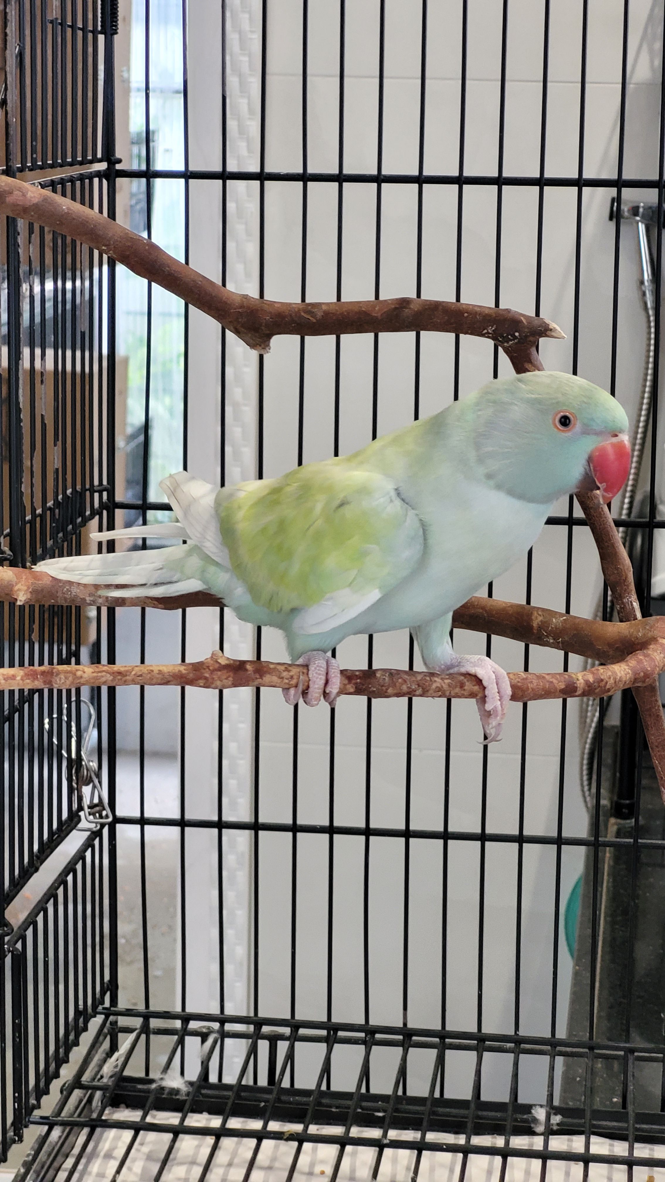 Arlequim Dominante Azul Turquesa 