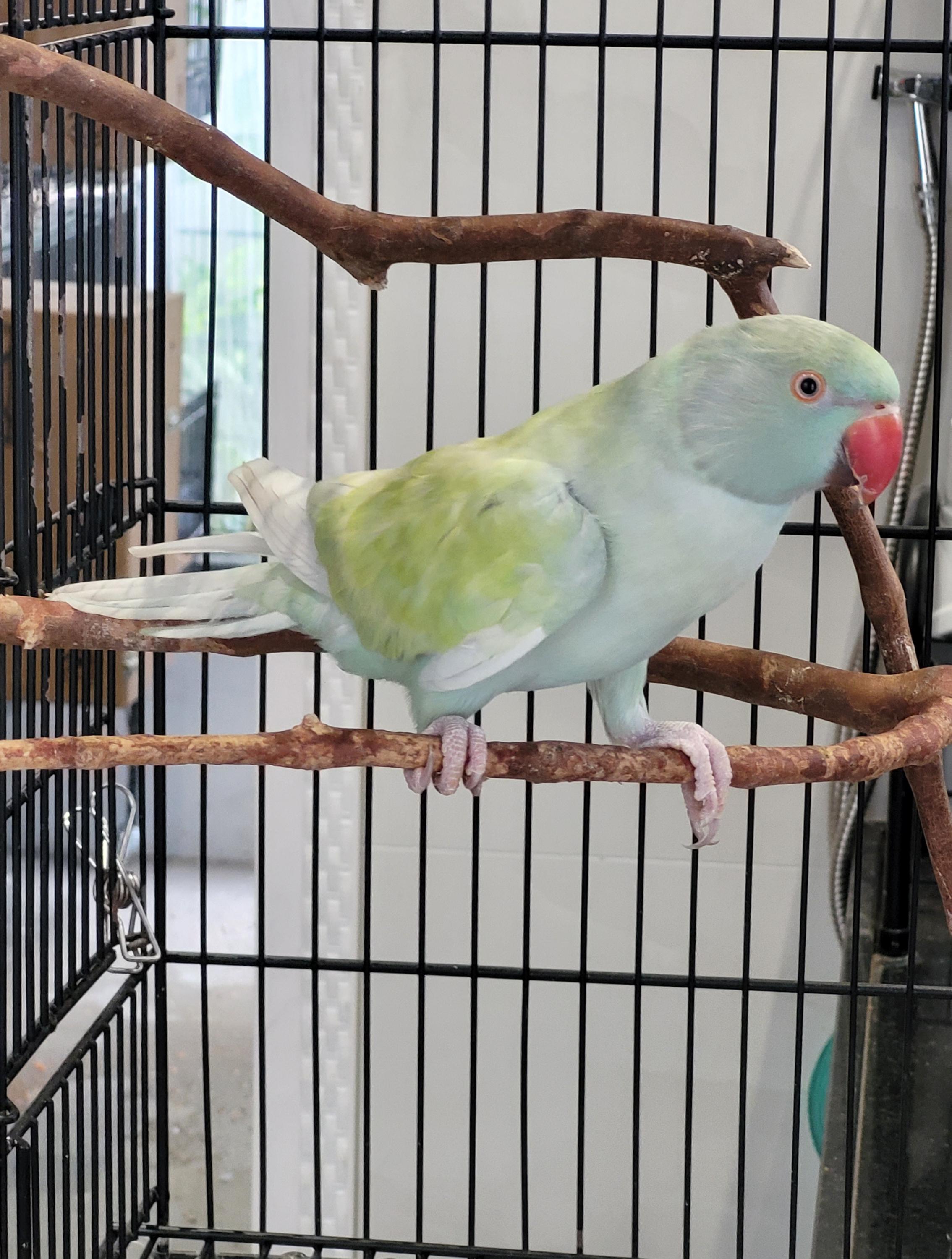 Imagem de Arlequim Dominante Azul Turquesa - 0