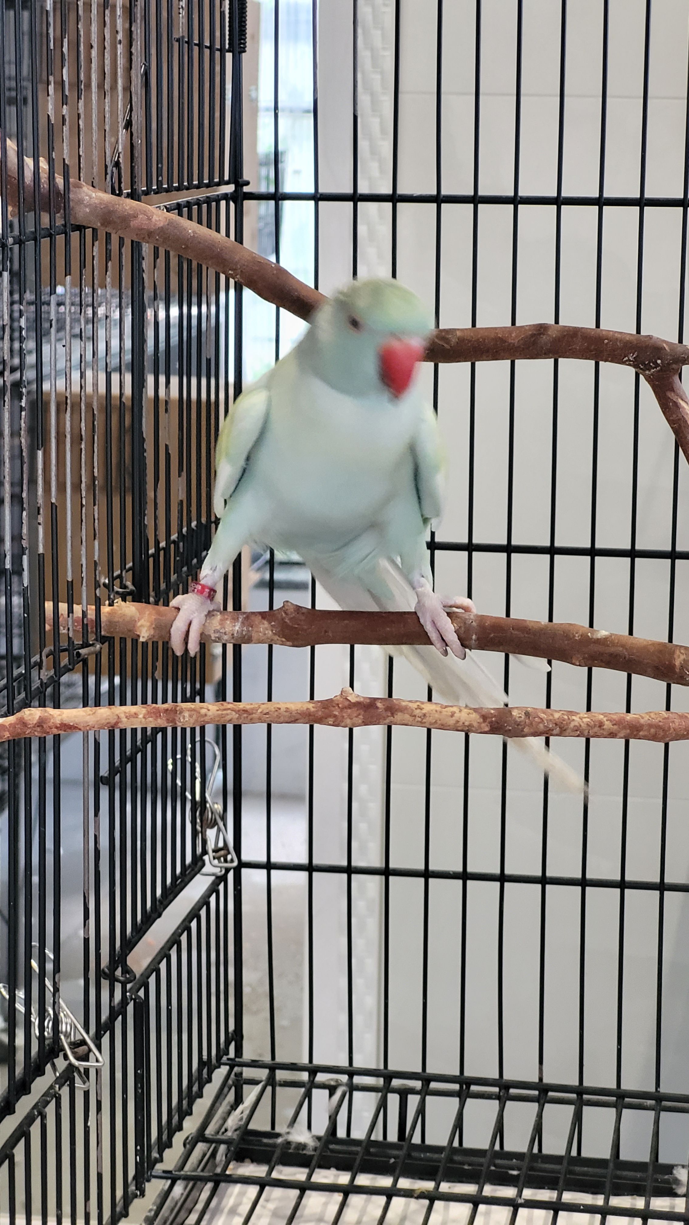 Arlequim Dominante Azul Turquesa 