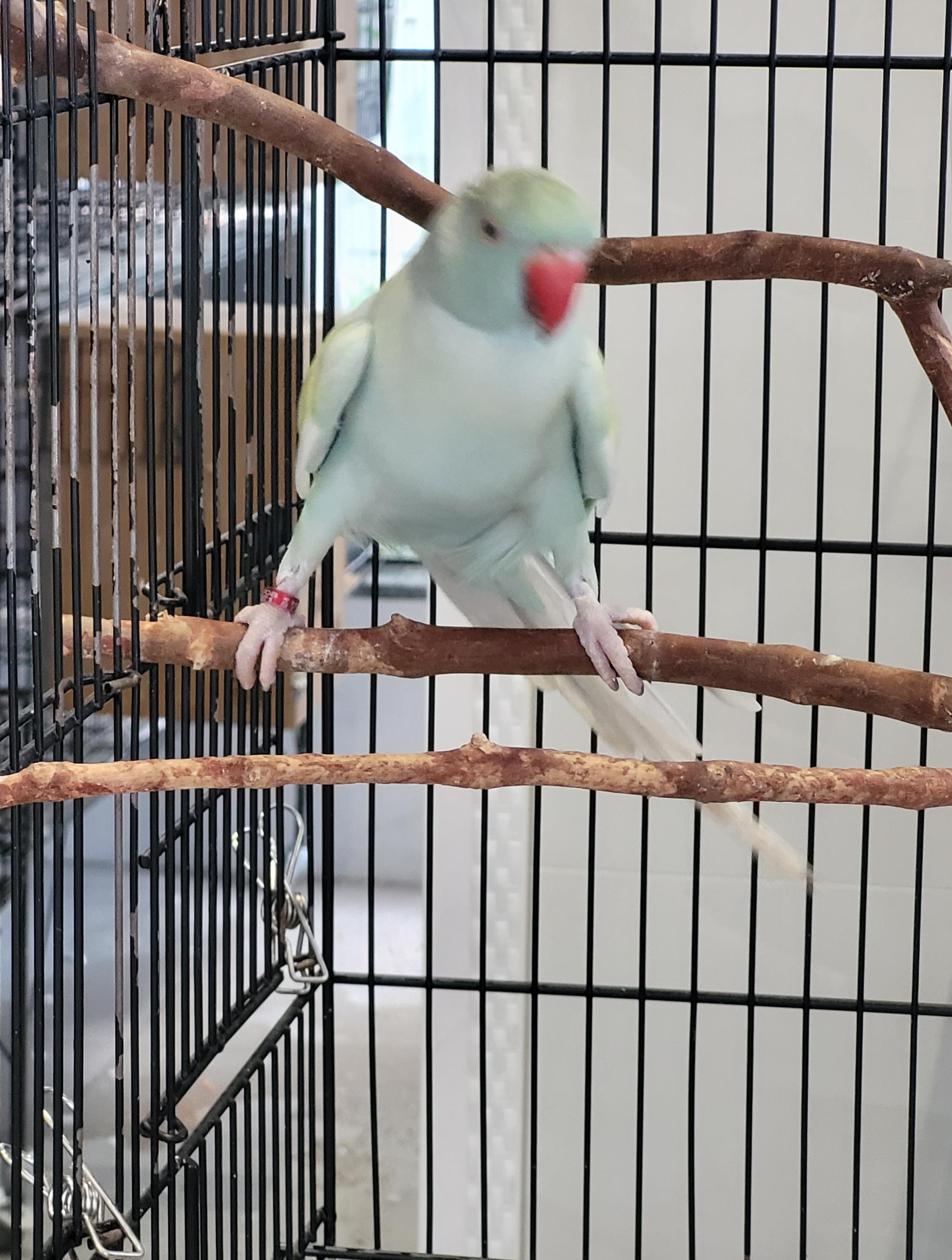 Arlequim Dominante Azul Turquesa