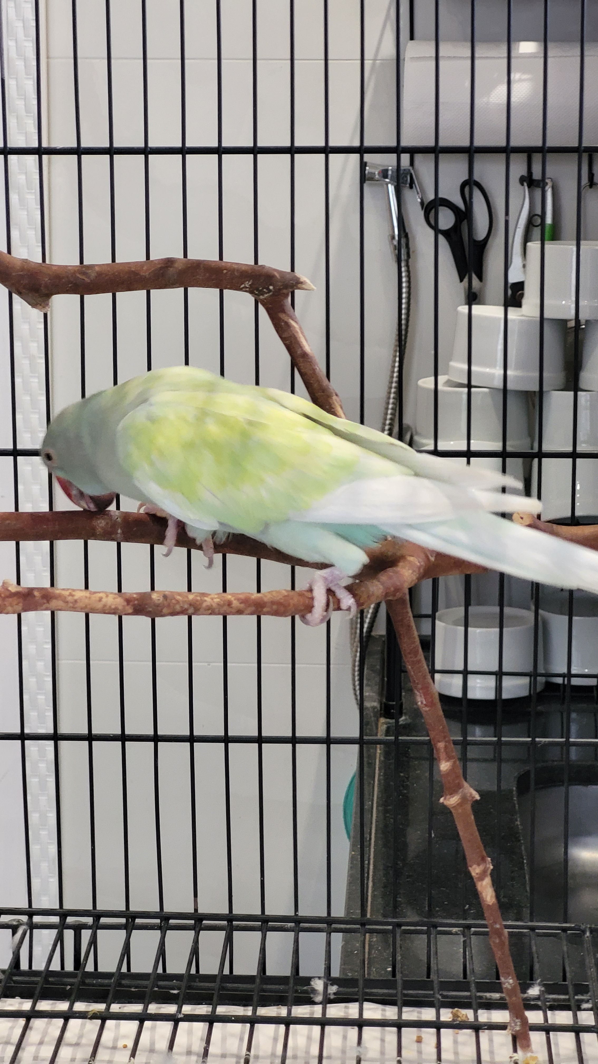 Arlequim Dominante Azul Turquesa 