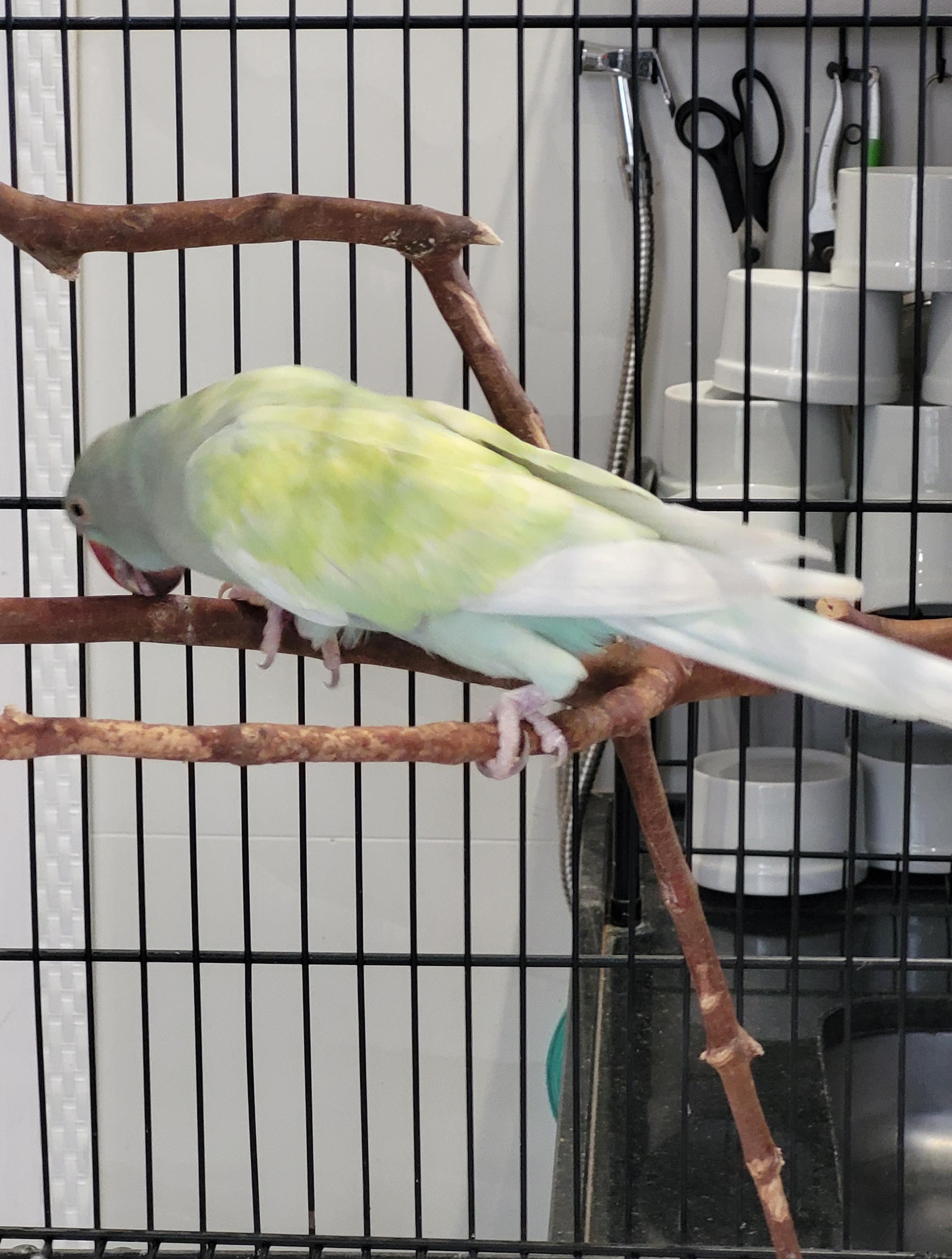 Arlequim Dominante Azul Turquesa