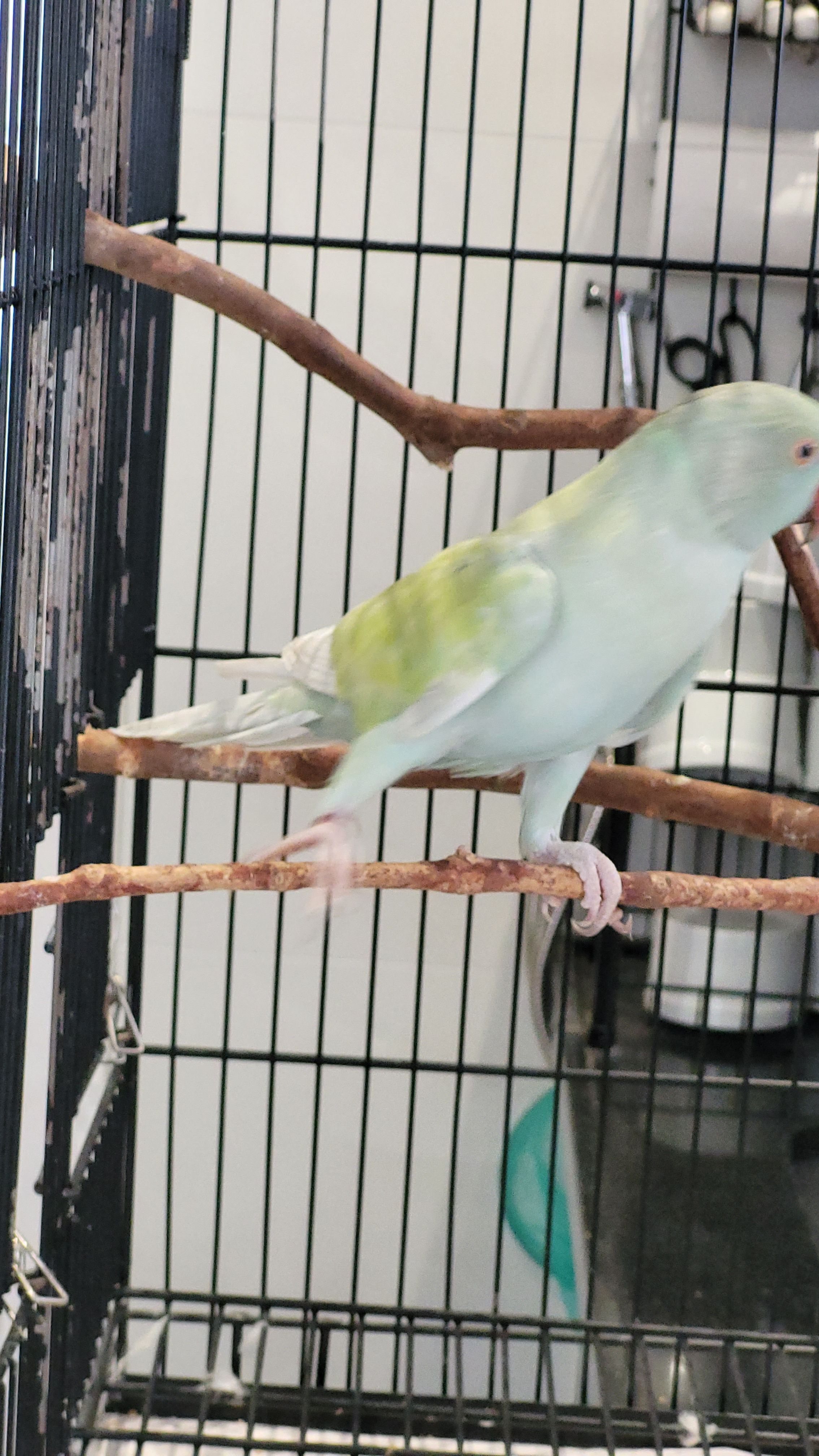 Arlequim Dominante Azul Turquesa 