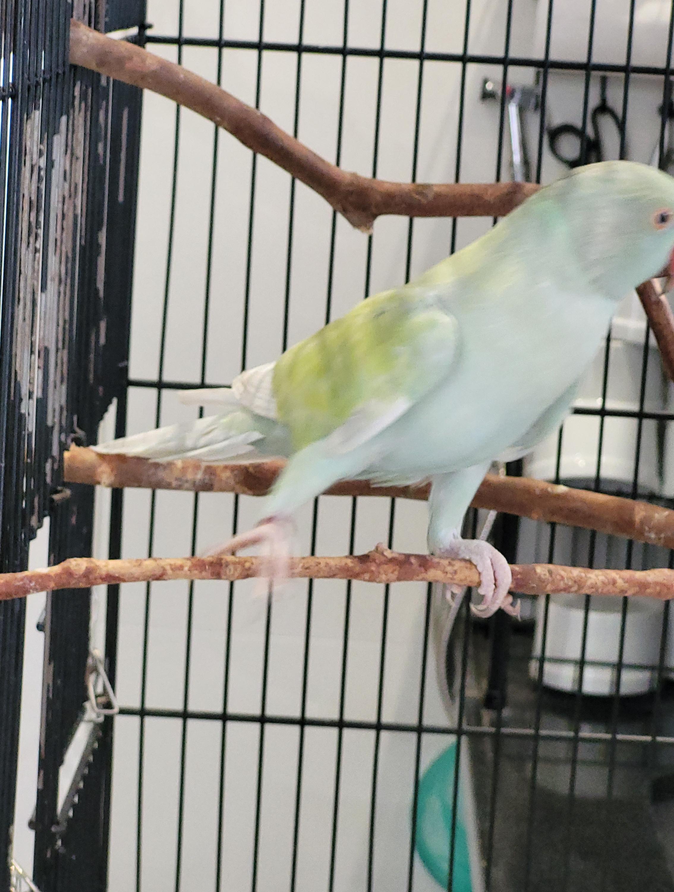 Thumbnail da imagem de Arlequim Dominante Azul Turquesa - 4