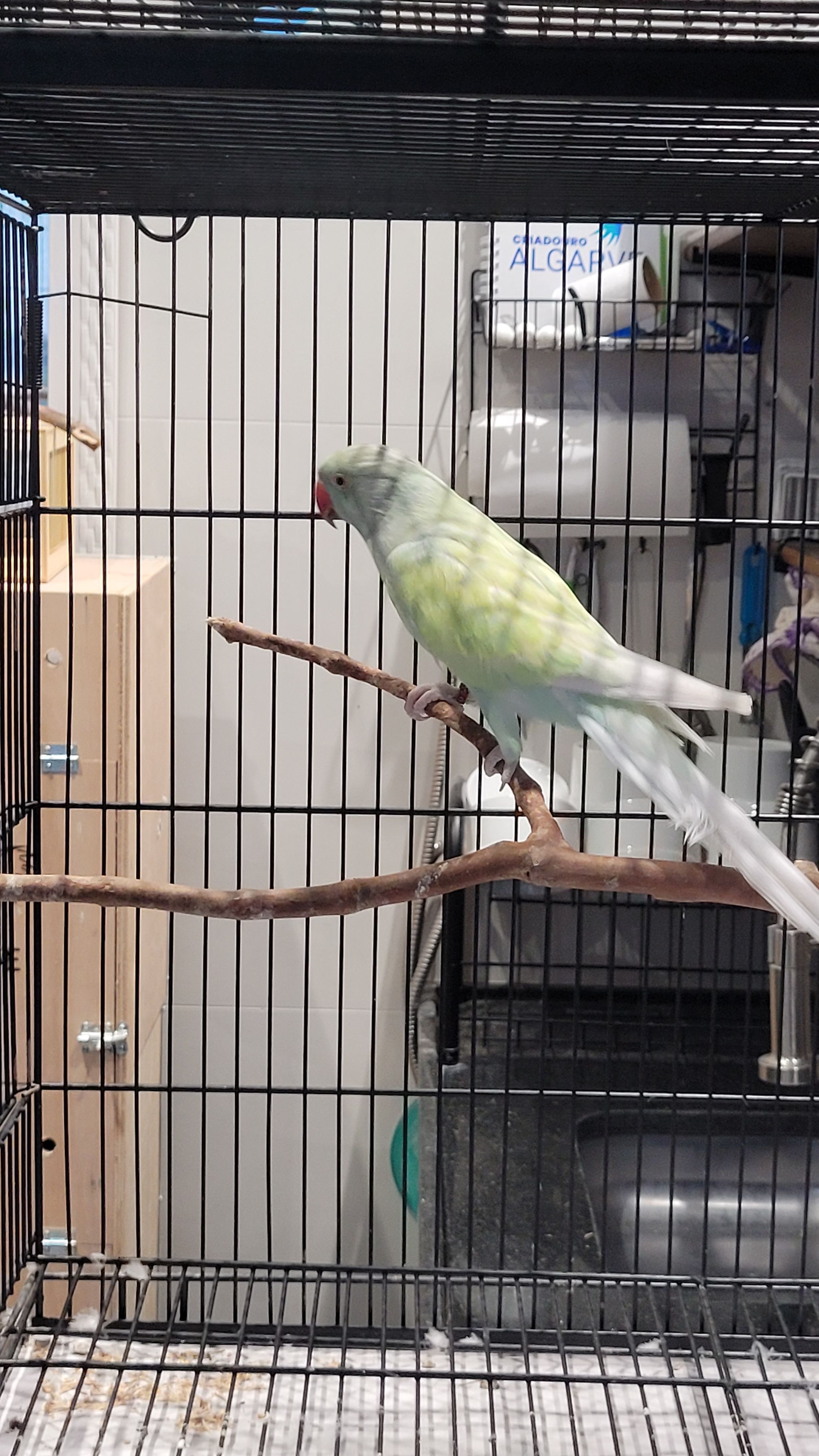 Arlequim Dominante Azul Turquesa 