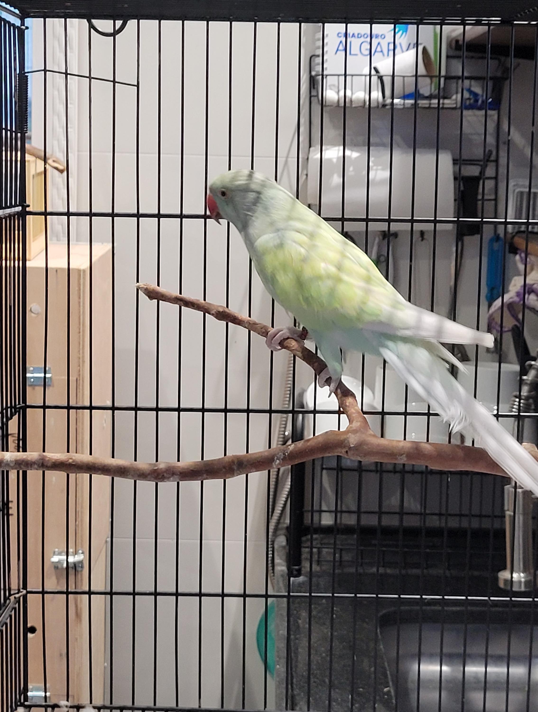 Arlequim Dominante Azul Turquesa