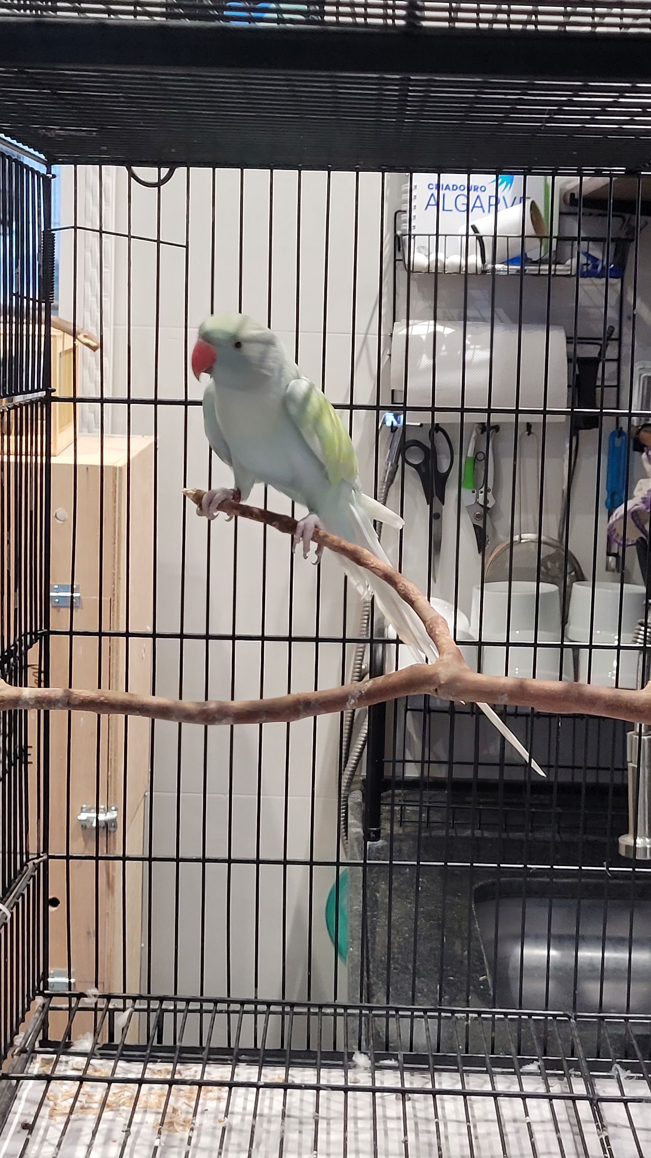 Arlequim Dominante Azul Turquesa 