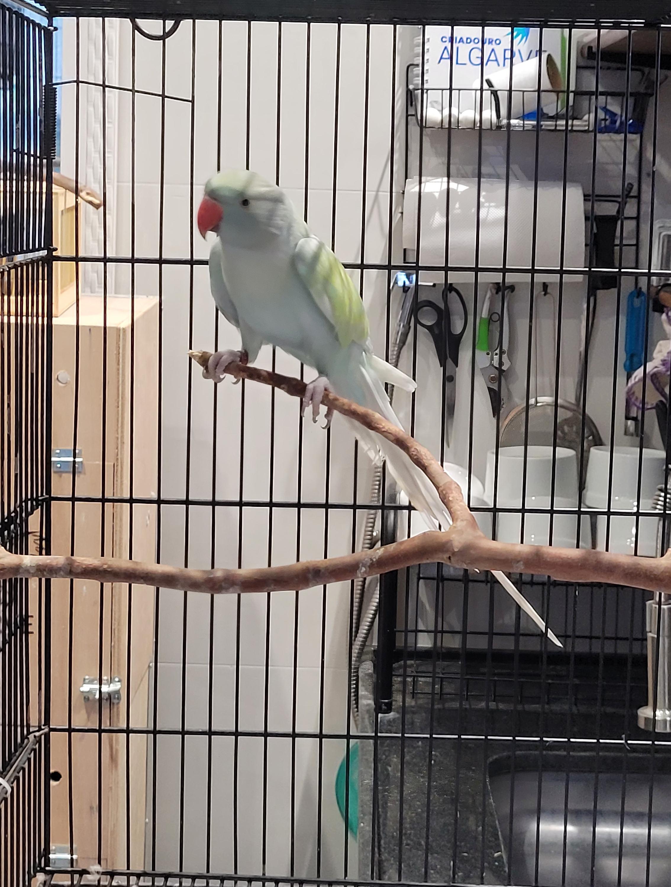 Imagem de Arlequim Dominante Azul Turquesa - 6