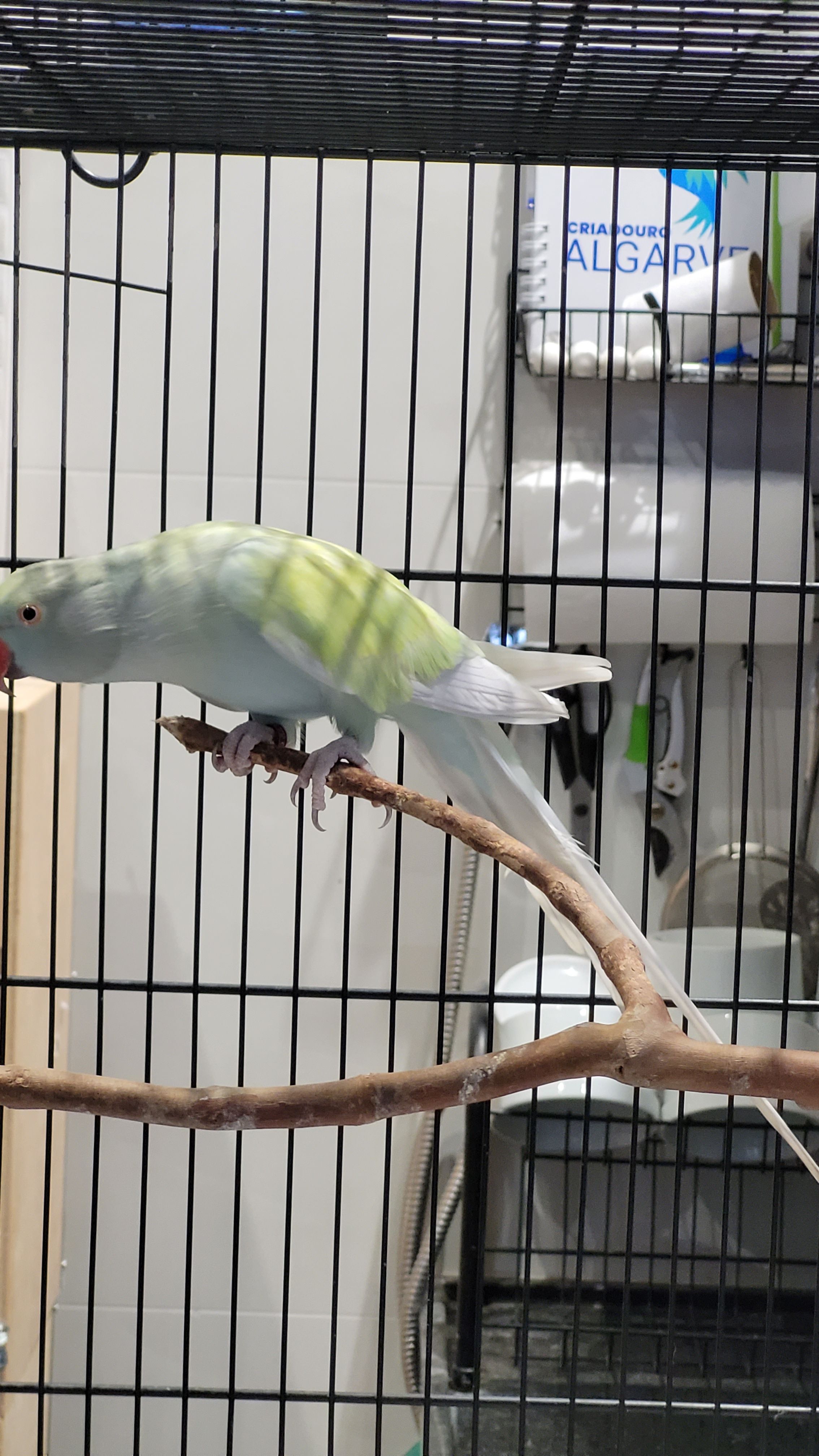 Arlequim Dominante Azul Turquesa 