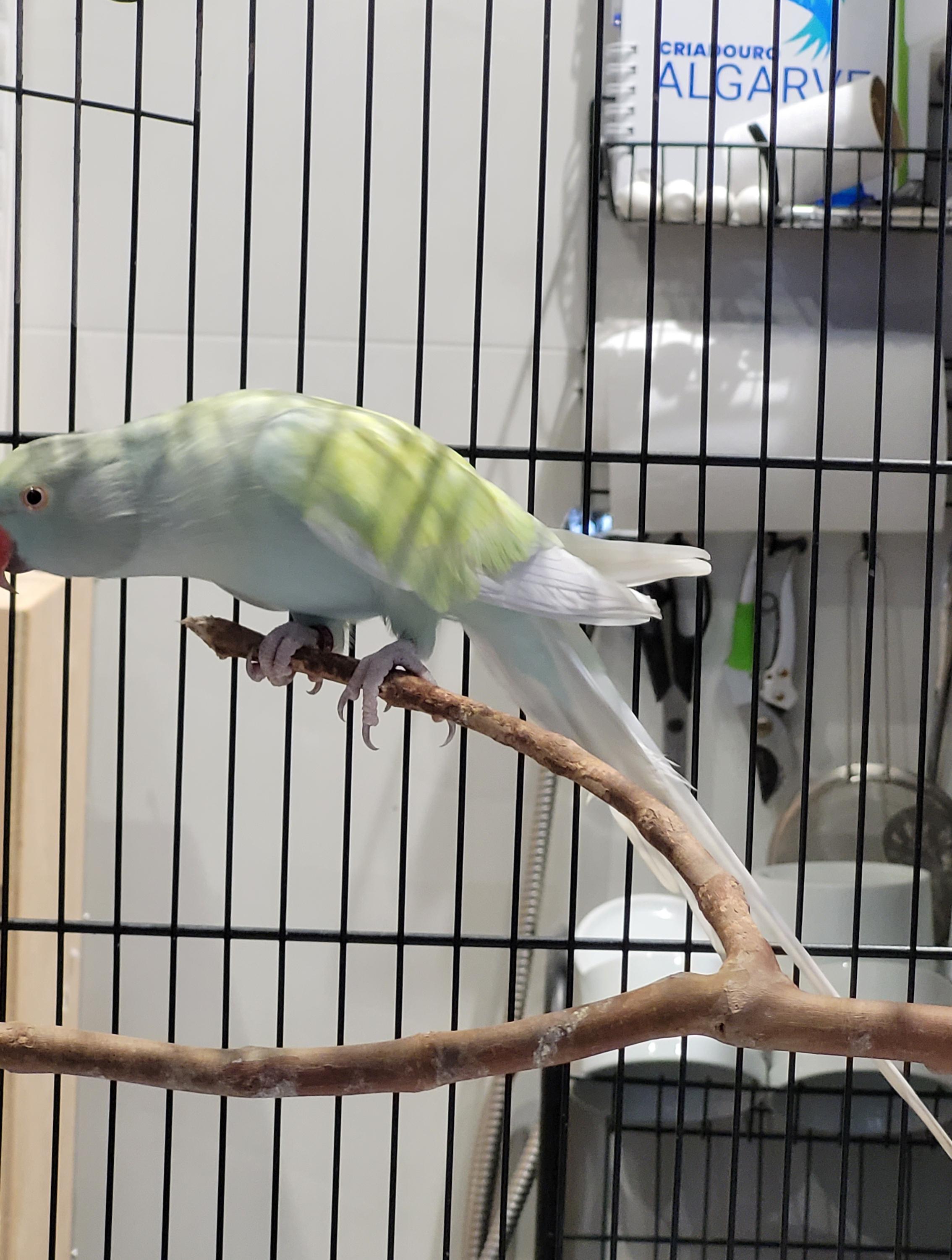 Imagem de Arlequim Dominante Azul Turquesa - 7