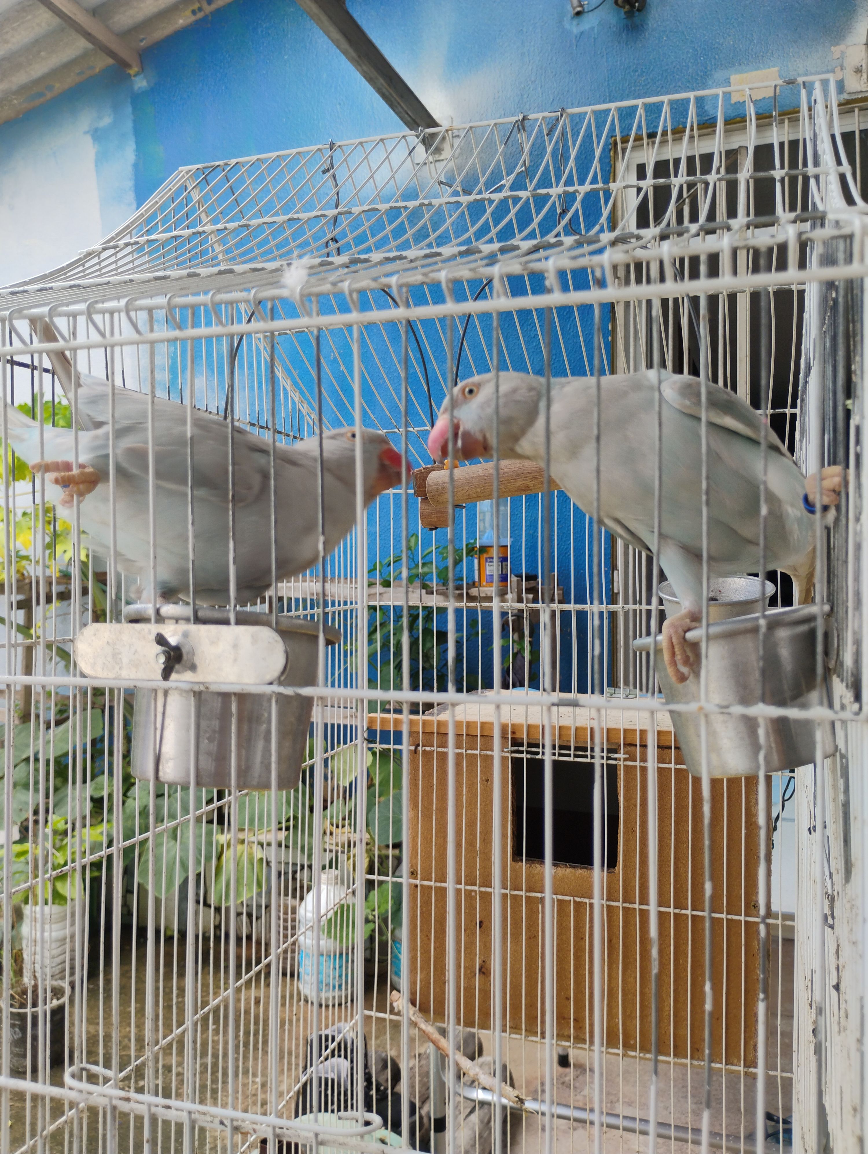 Imagem de CASAL RINGNECKS ADULTO REPRODUTOR  - 0