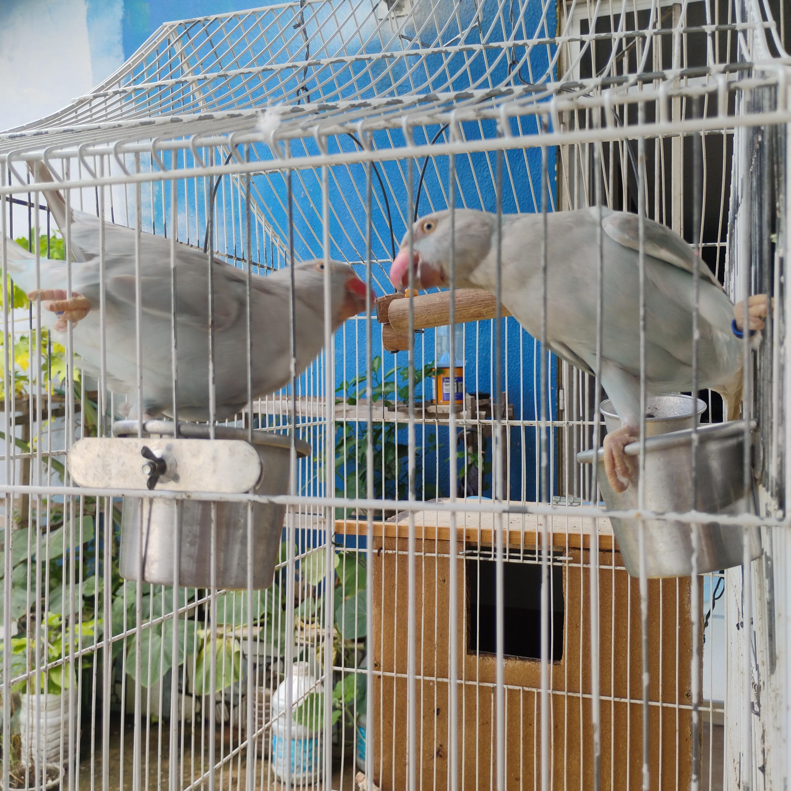 Imagem de CASAL RINGNECKS ADULTO REPRODUTOR - 0