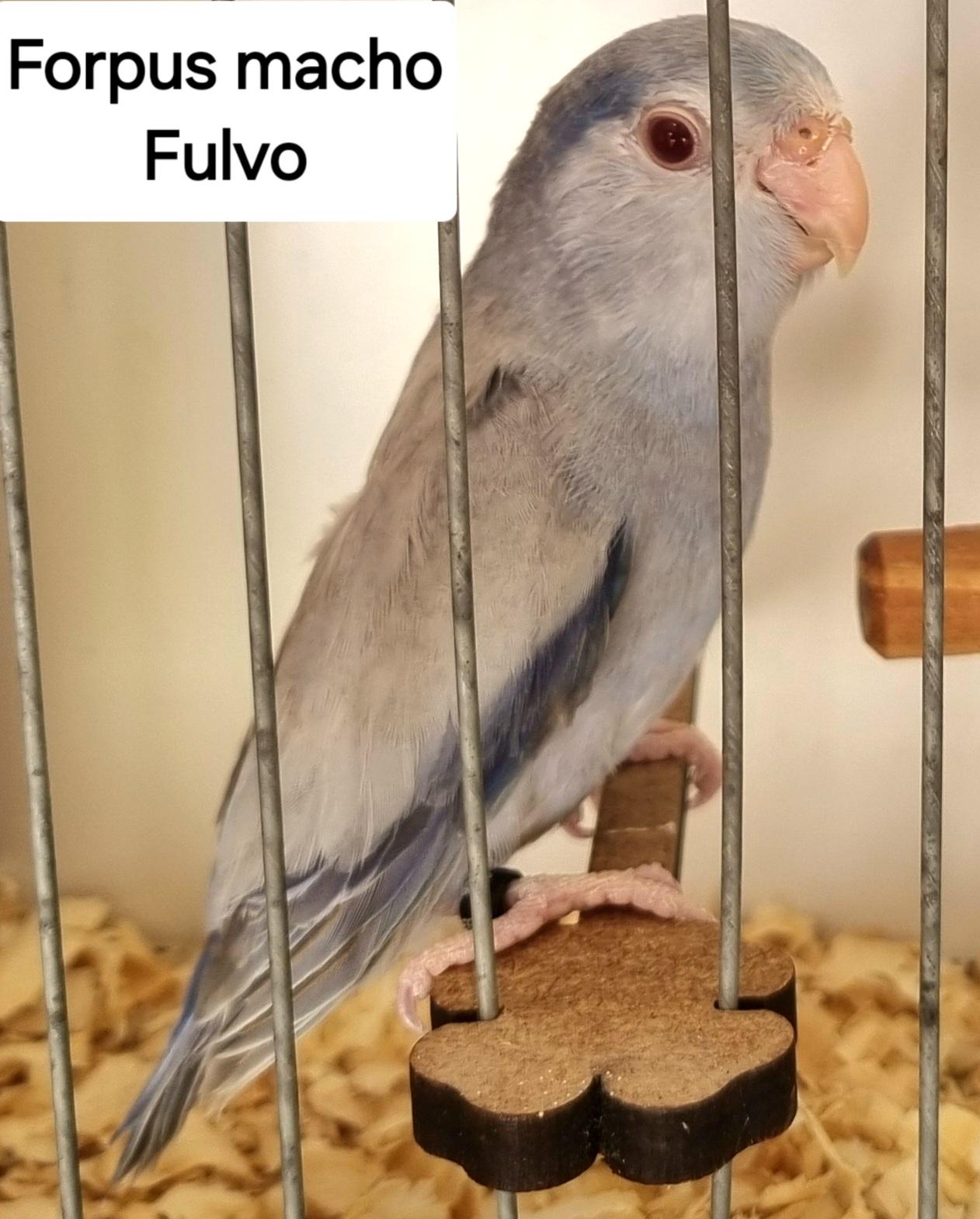 Imagem de Forpus - 0