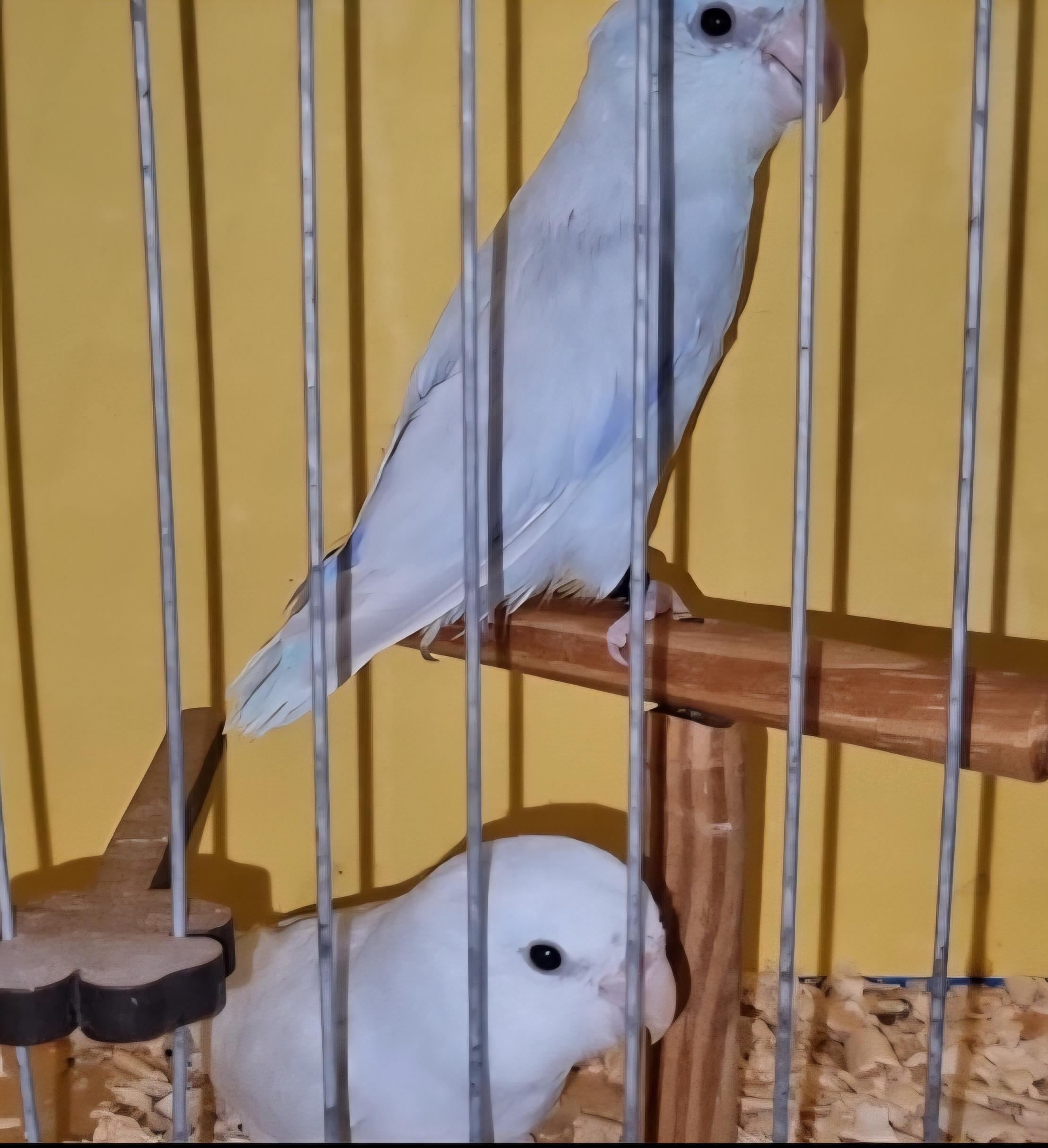 Thumbnail da imagem de Forpus azul americano - 0