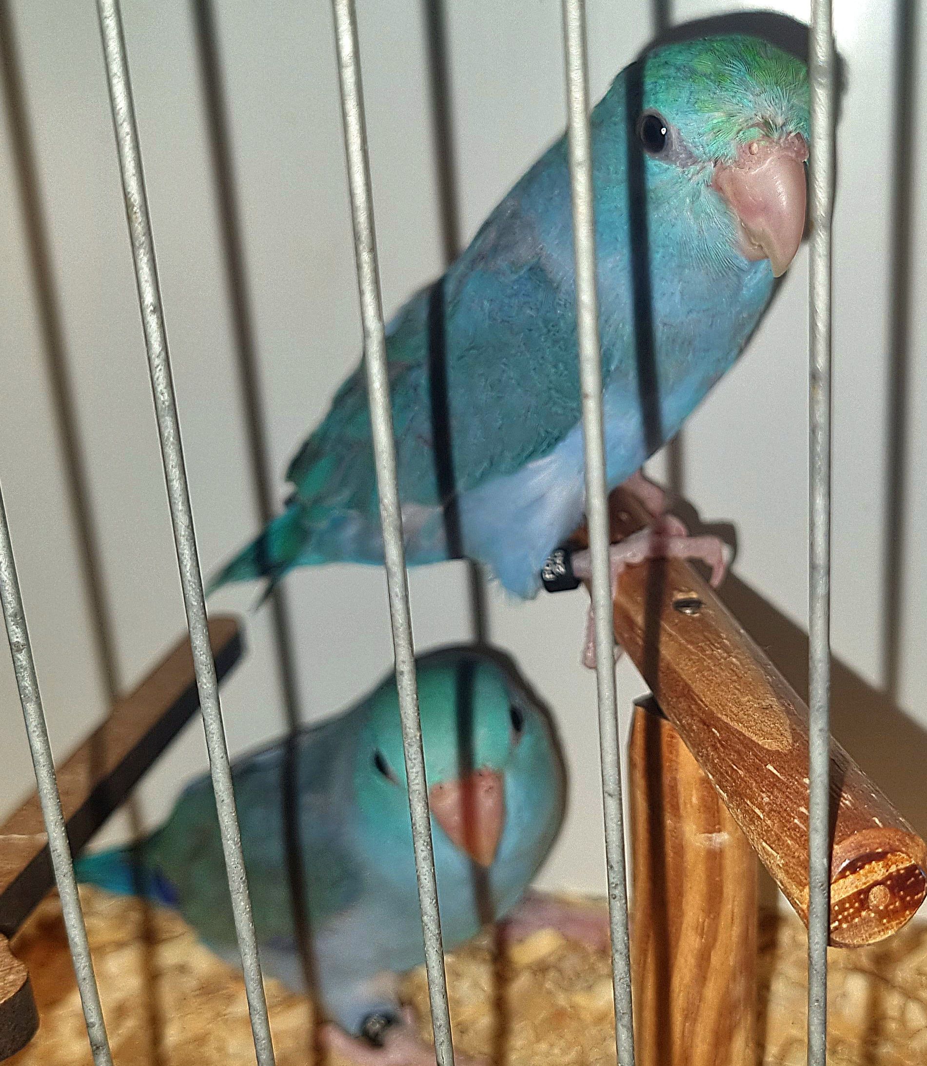 Forpus azul turquesa