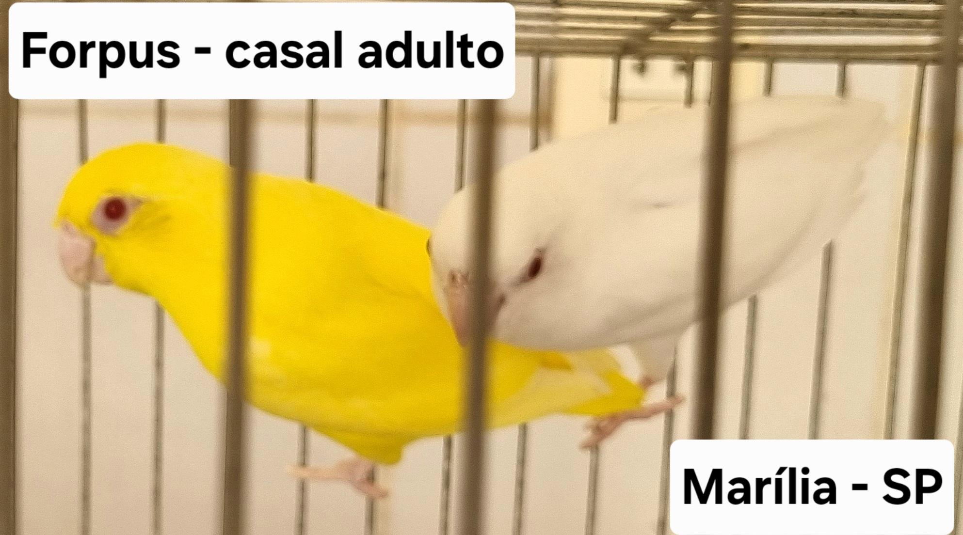 Thumbnail da imagem de Forpus - 0