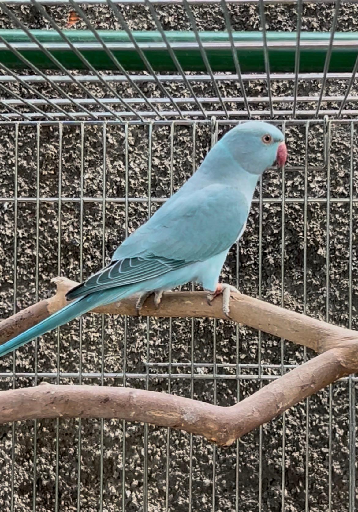 MACHO AZUL