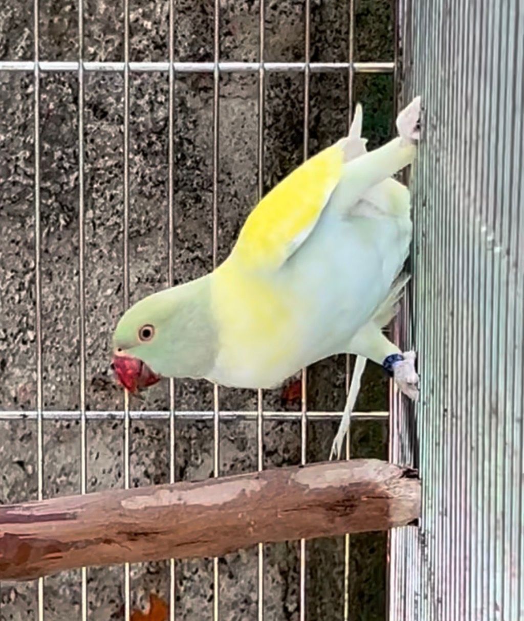 Imagem de FÊMEA ARLEQUIM DOMINANTE VIOLETA TURQUESA - 0