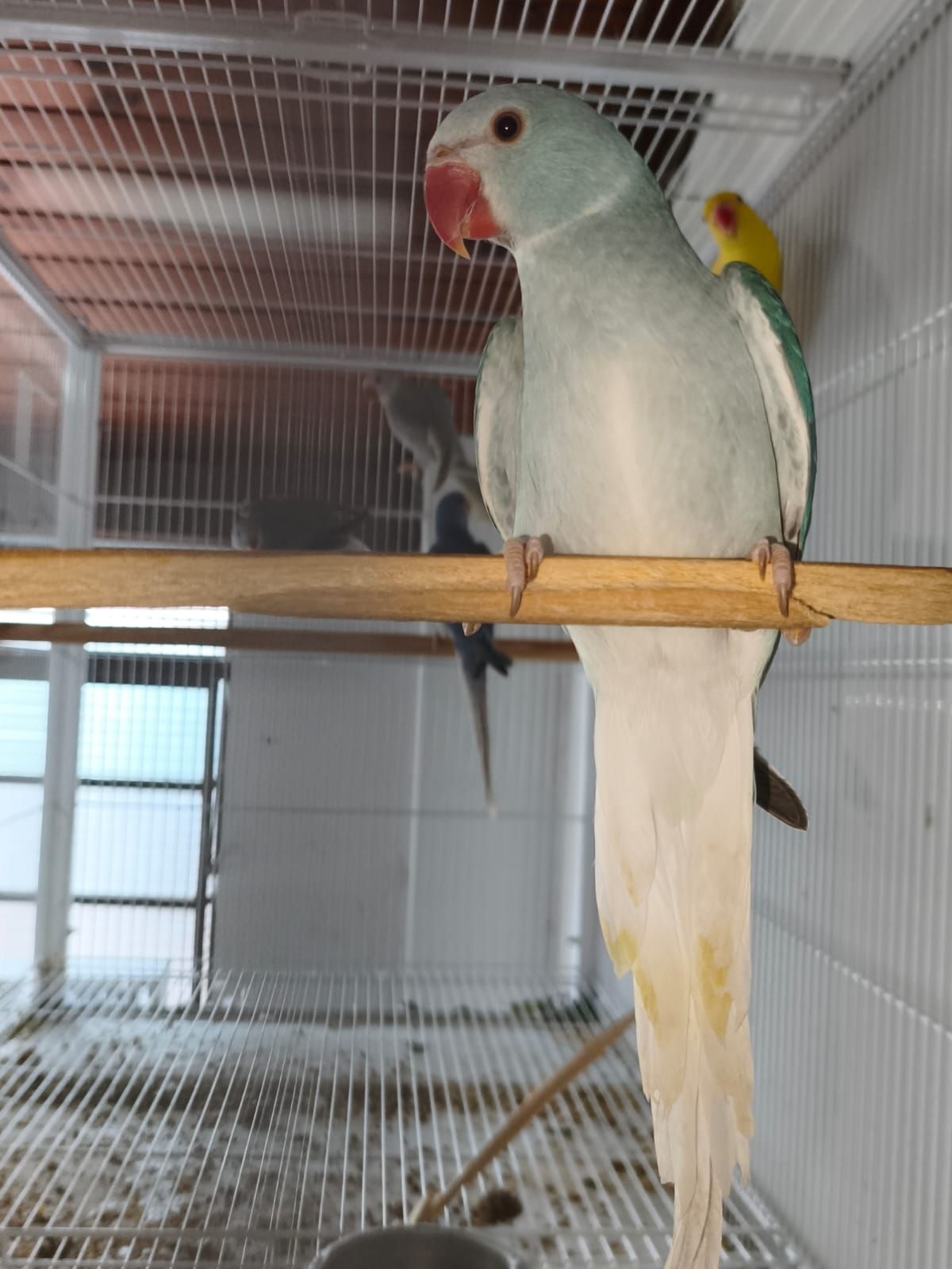 Imagem de Cleartail Azul  - 0