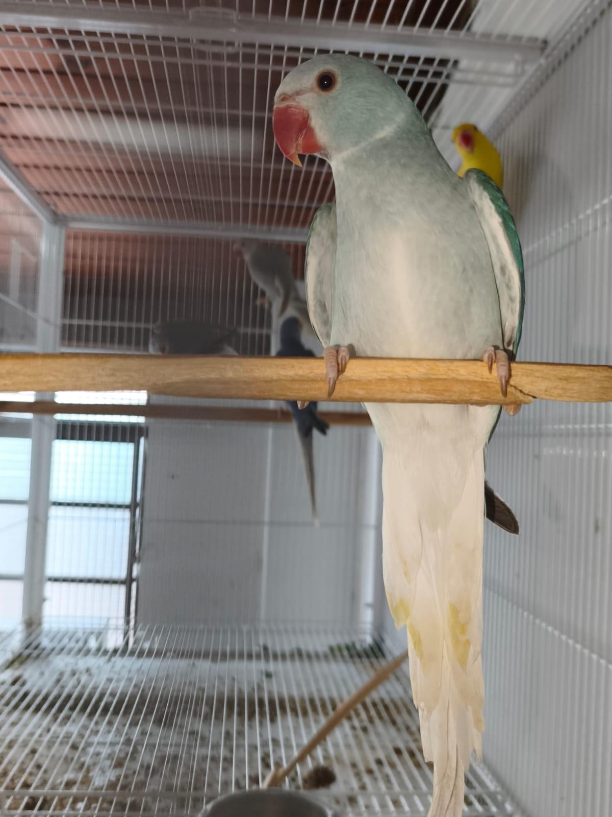 Thumbnail da imagem de Cleartail Azul - 0