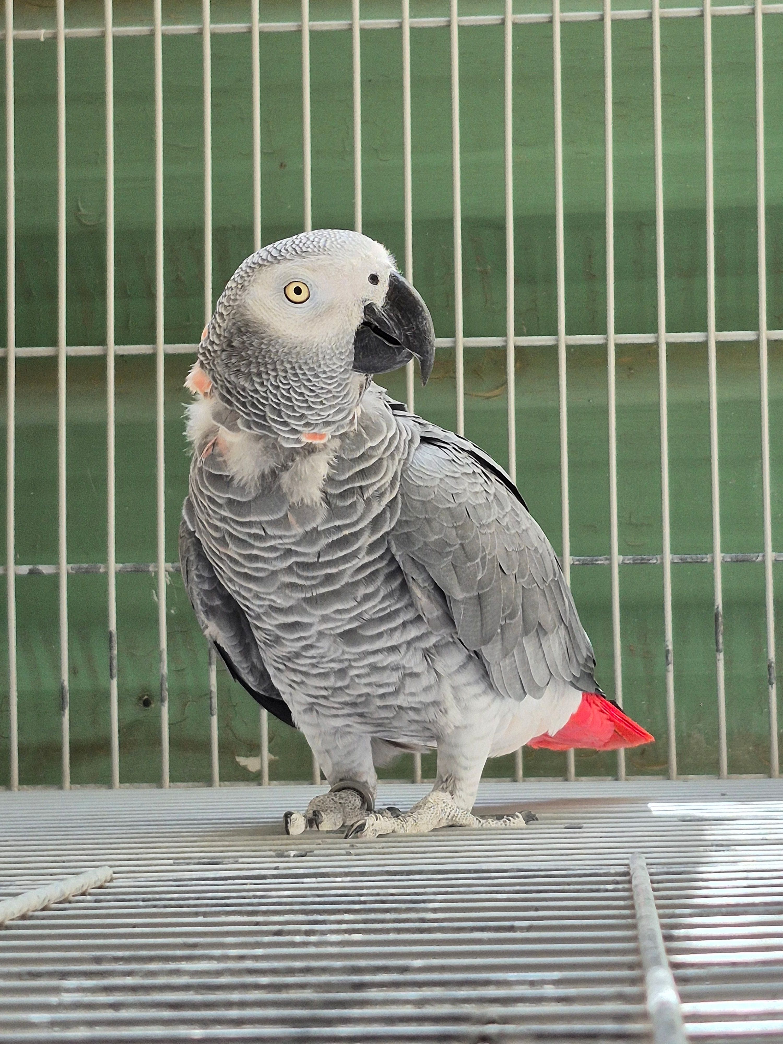 Imagem de Papagaio Do Congo - 0