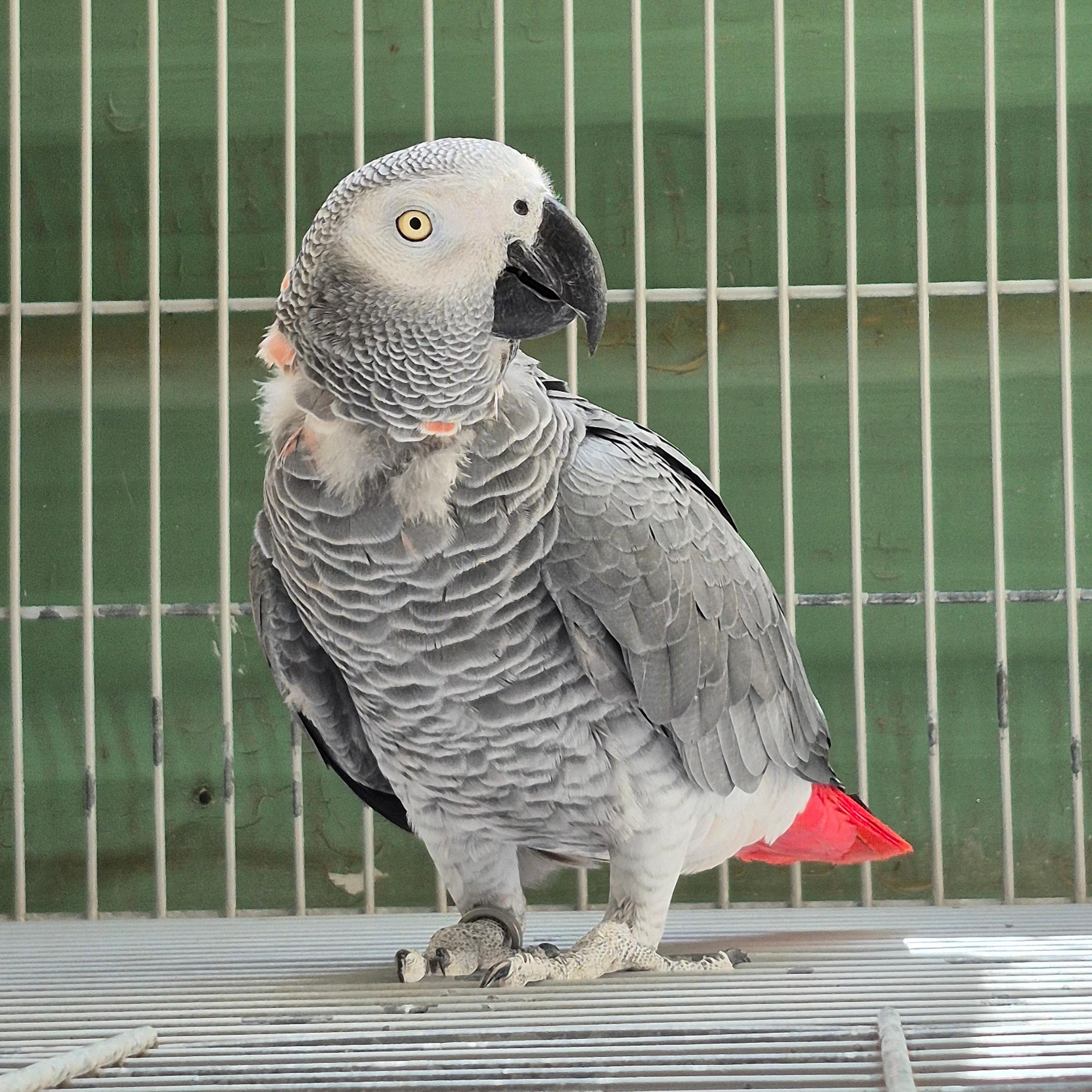 Congo Adulto Reprodutor