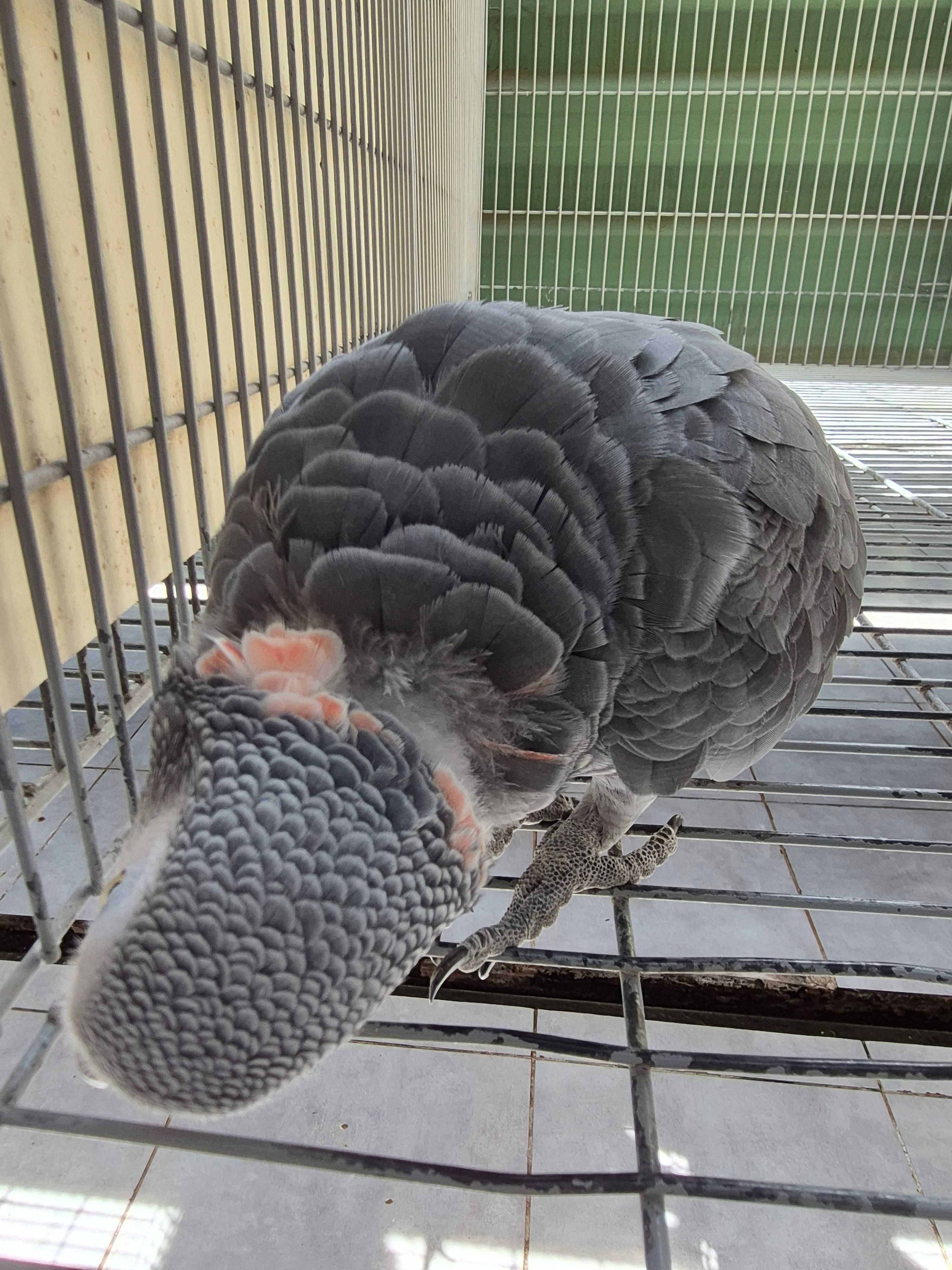 Imagem de Papagaio Do Congo - 3