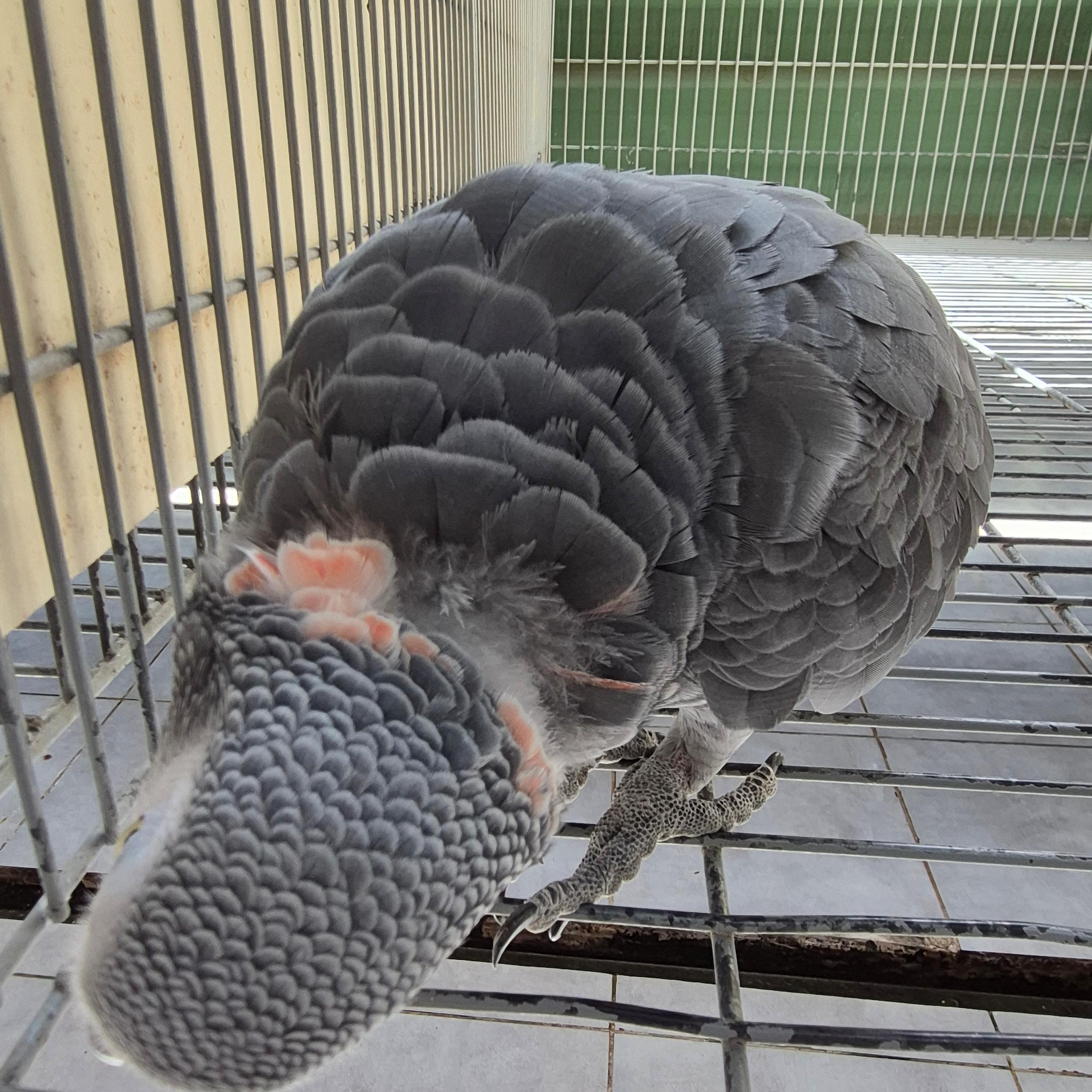 Thumbnail da imagem de Papagaio Do Congo - 3