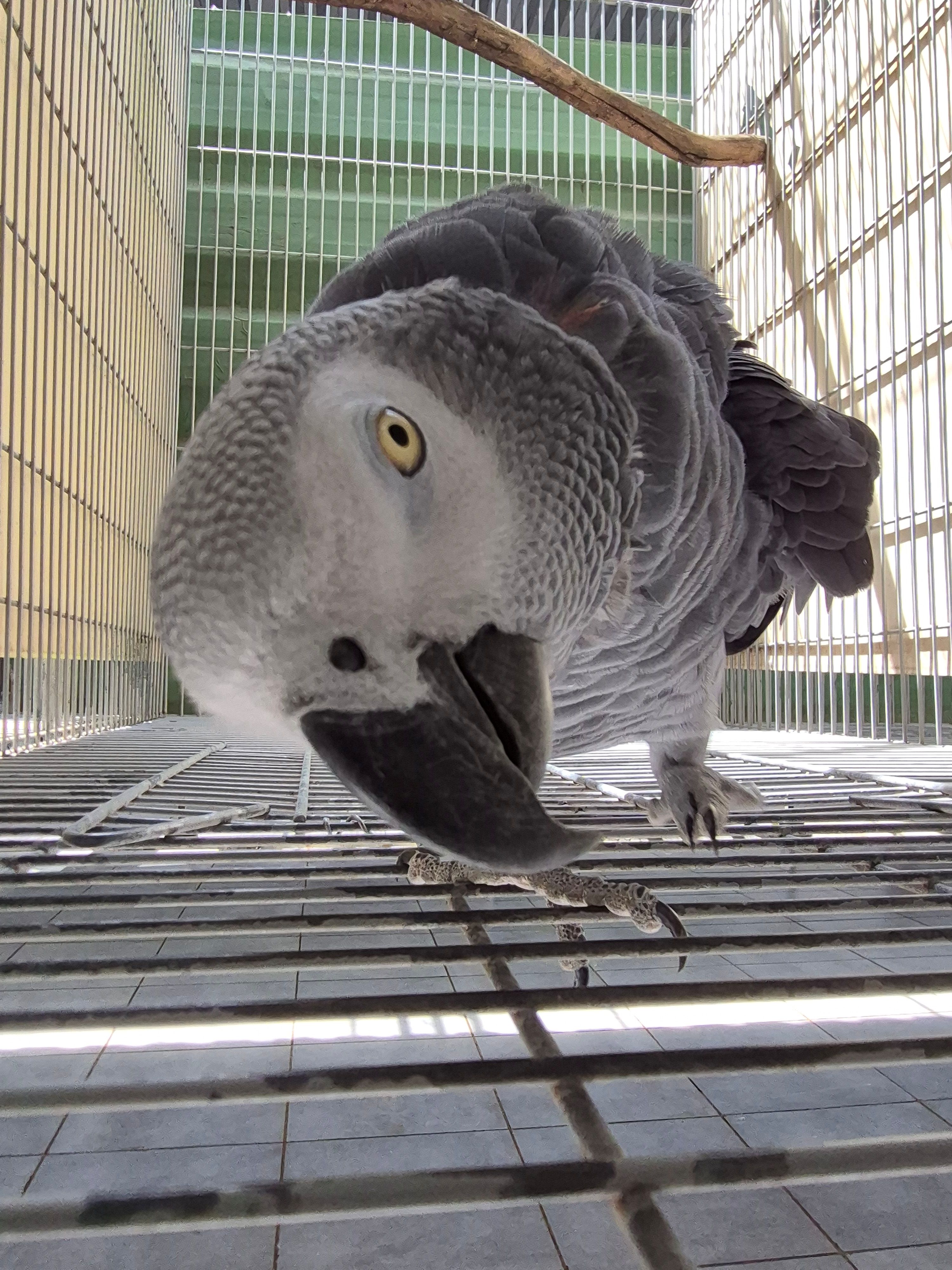 Imagem de Papagaio Do Congo - 4