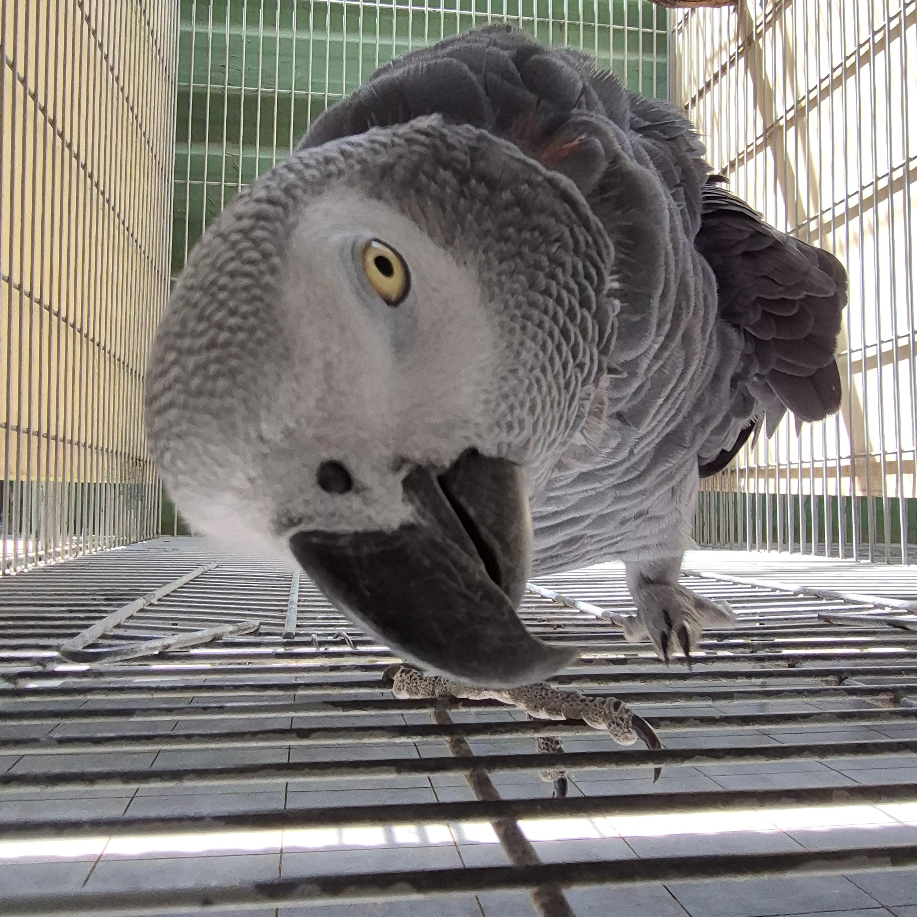 Thumbnail da imagem de Papagaio Do Congo - 4