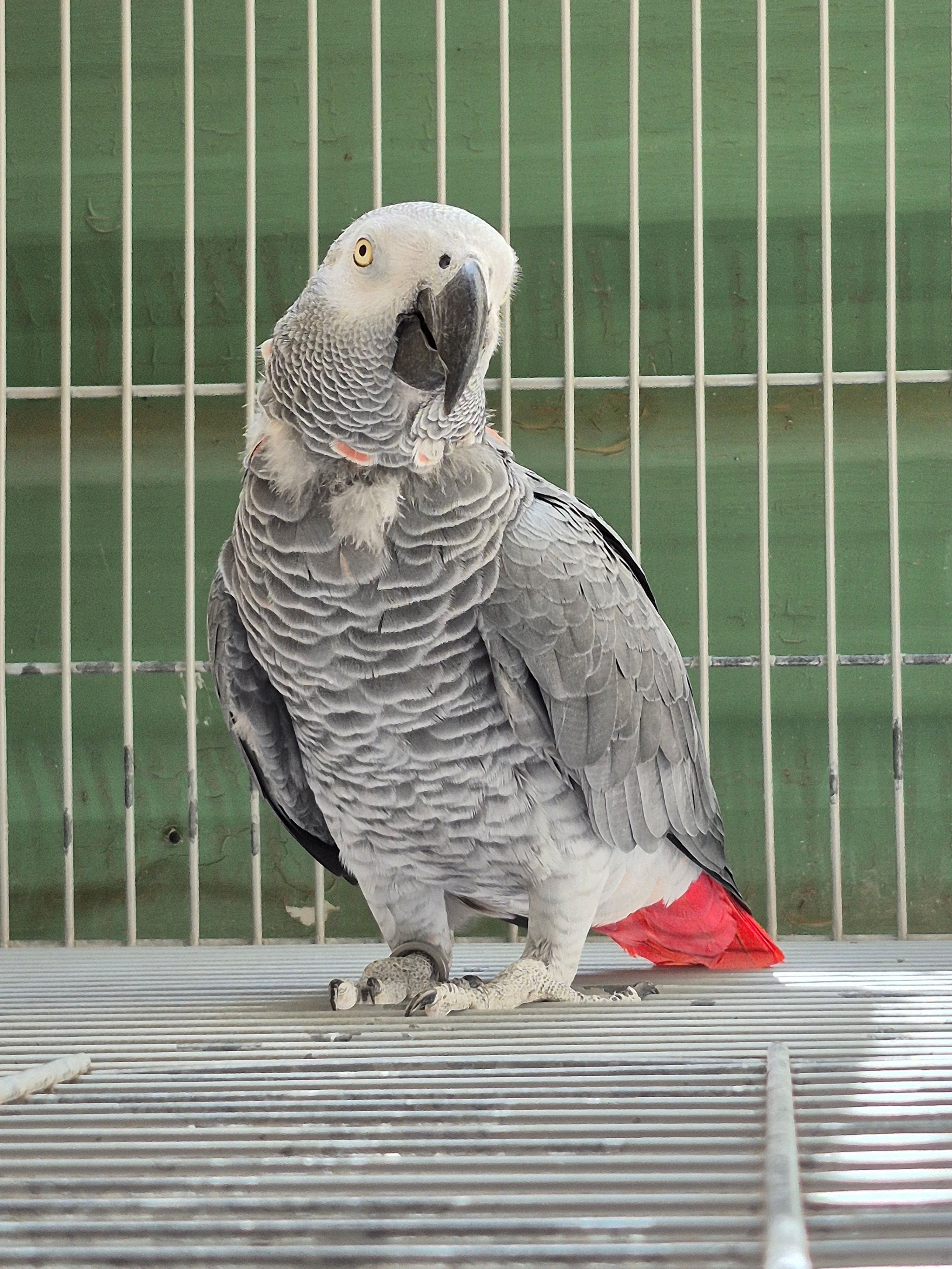 Imagem de Papagaio Do Congo - 1