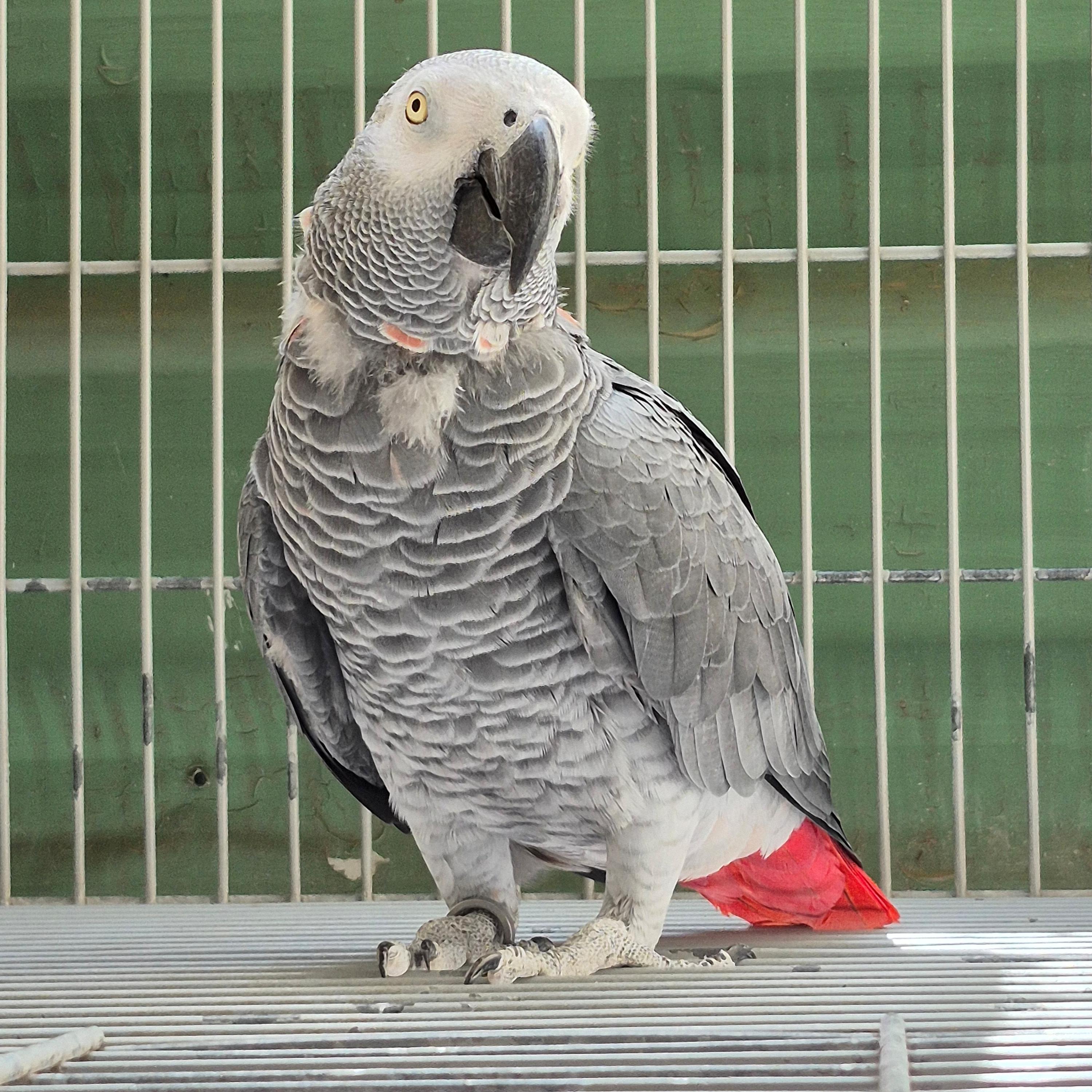 Congo Adulto Reprodutor