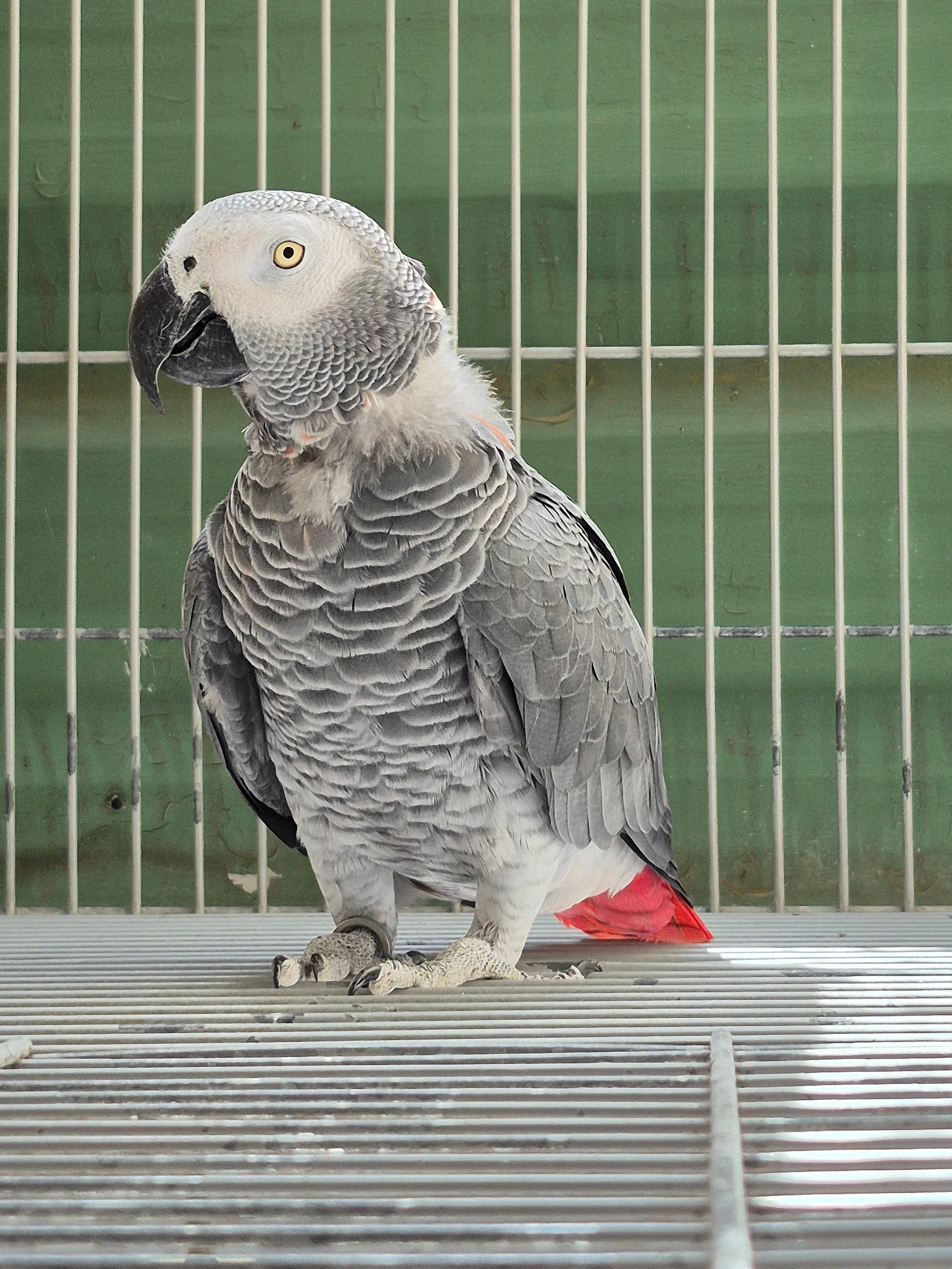 Imagem de Papagaio Do Congo - 2