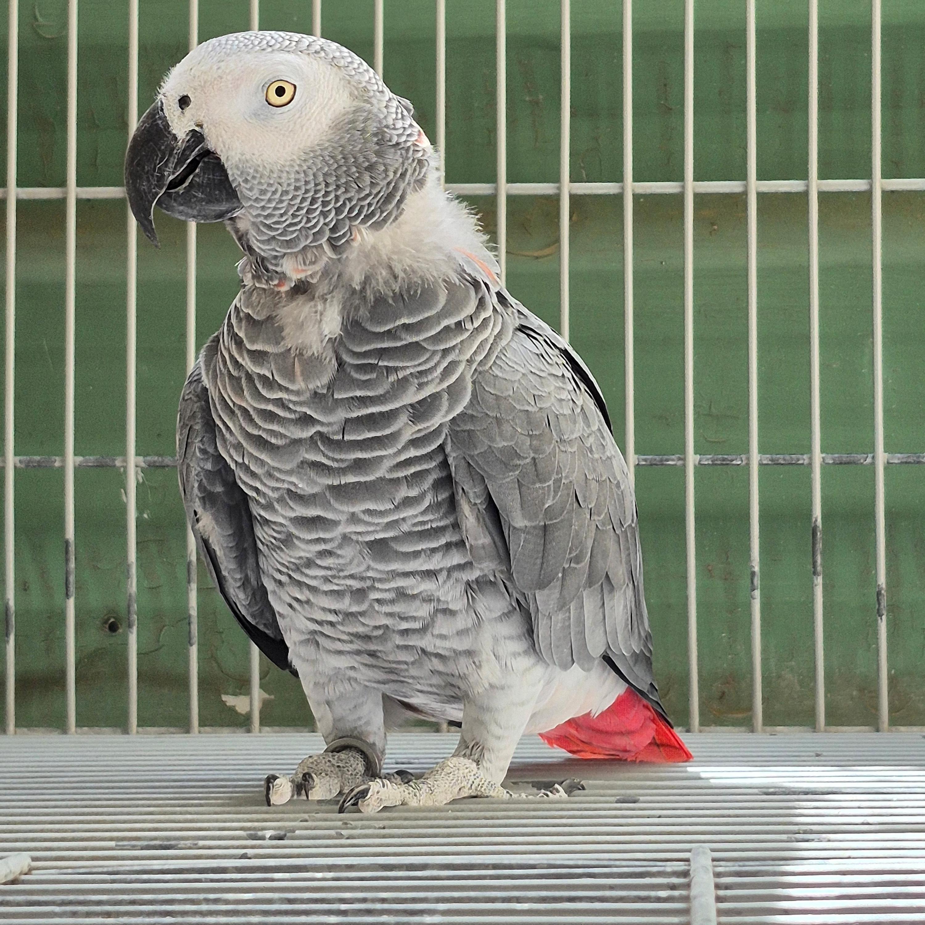 Congo Adulto Reprodutor