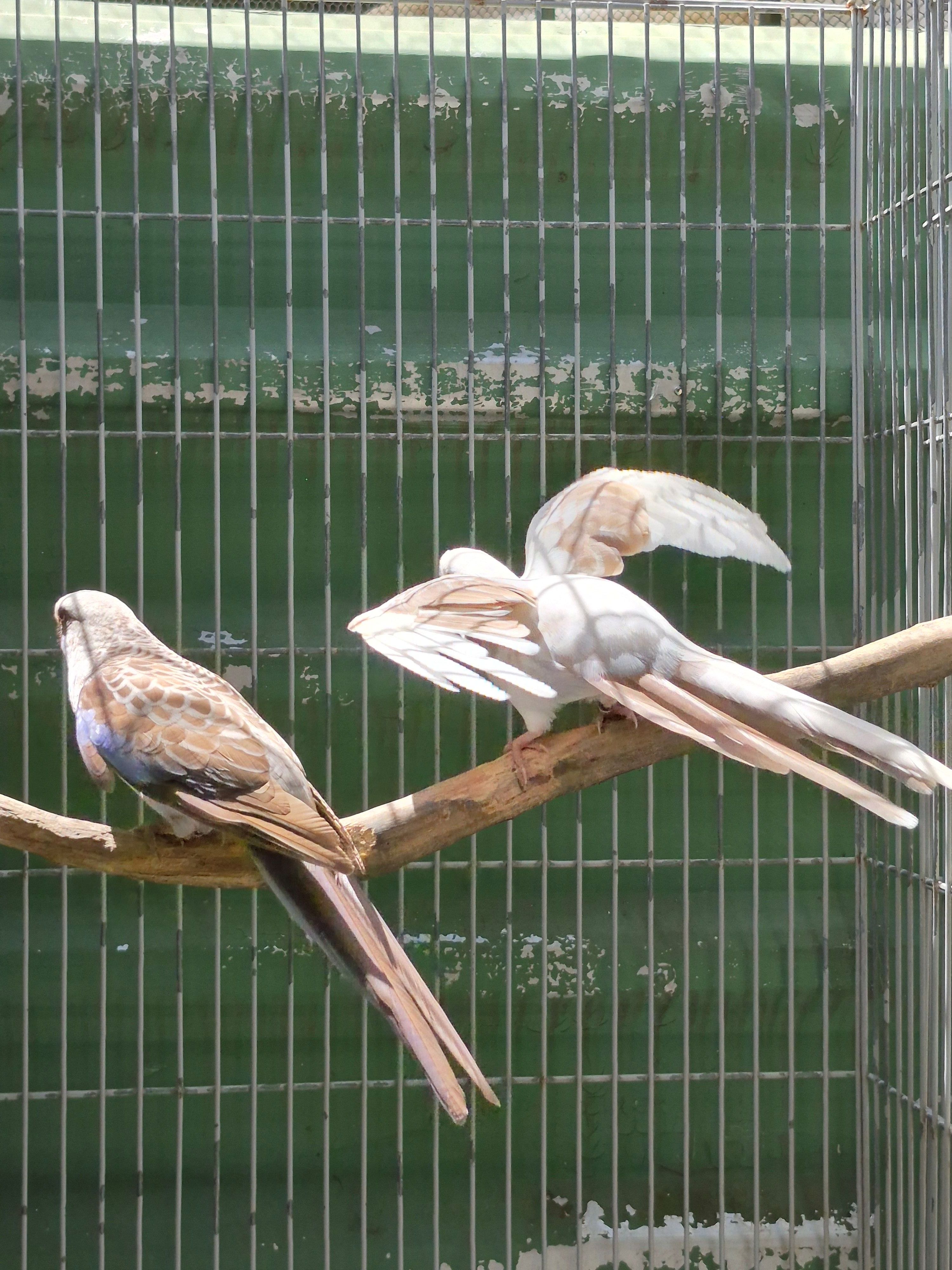 Casal Matriz Rosela Pennant
