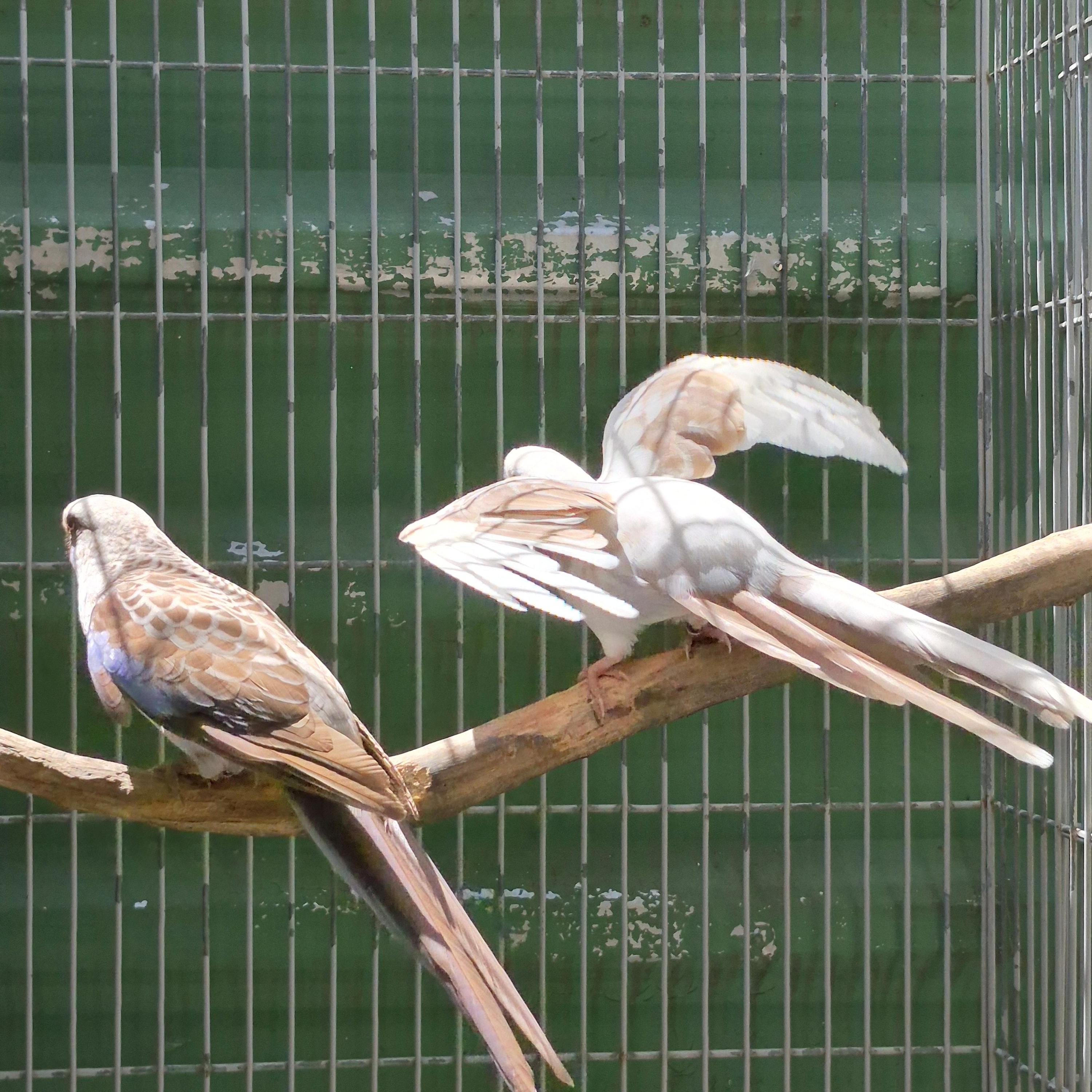 Imagem de Casal Rosela Pennant - 0