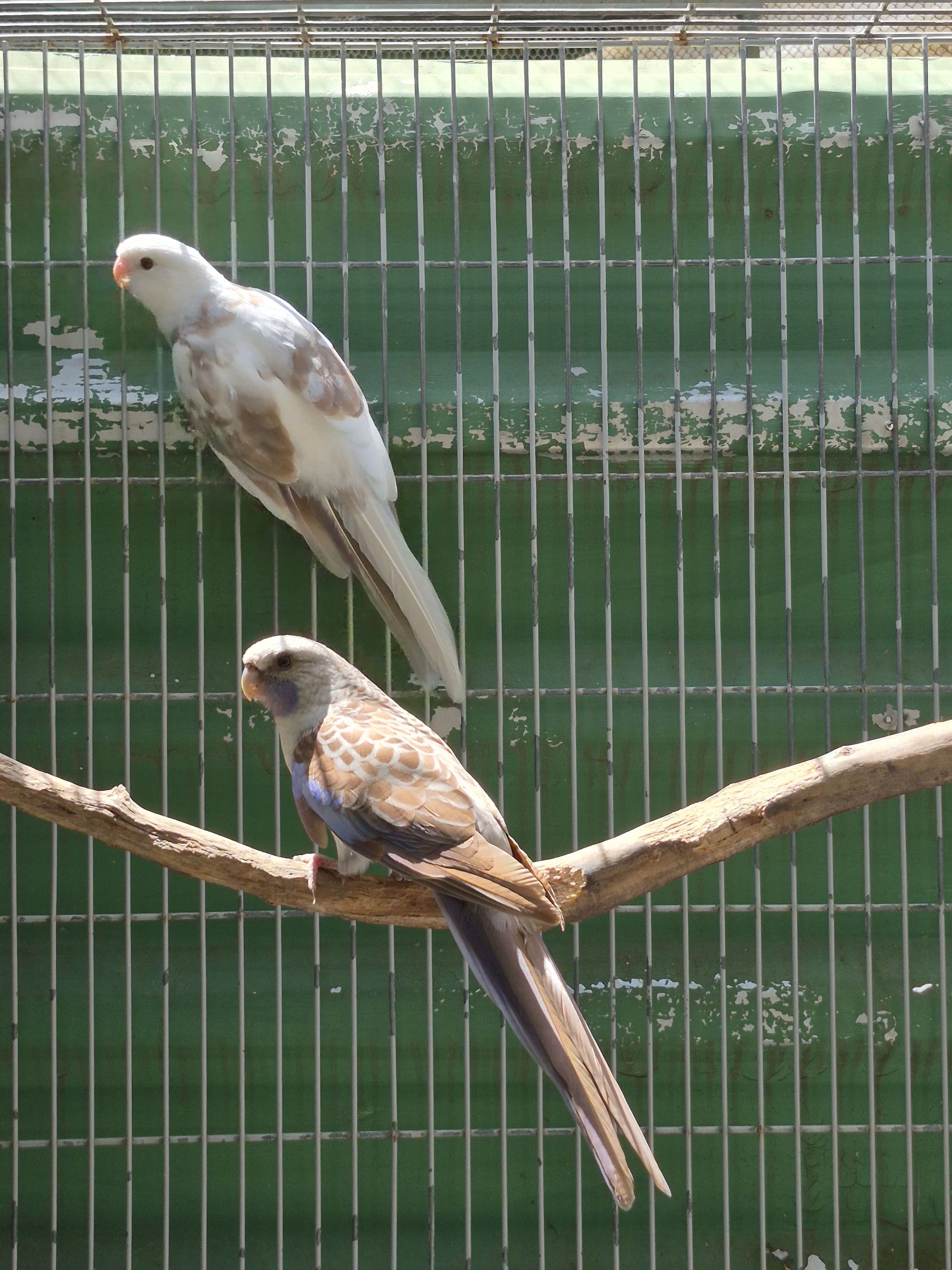 Casal Matriz Rosela Pennant