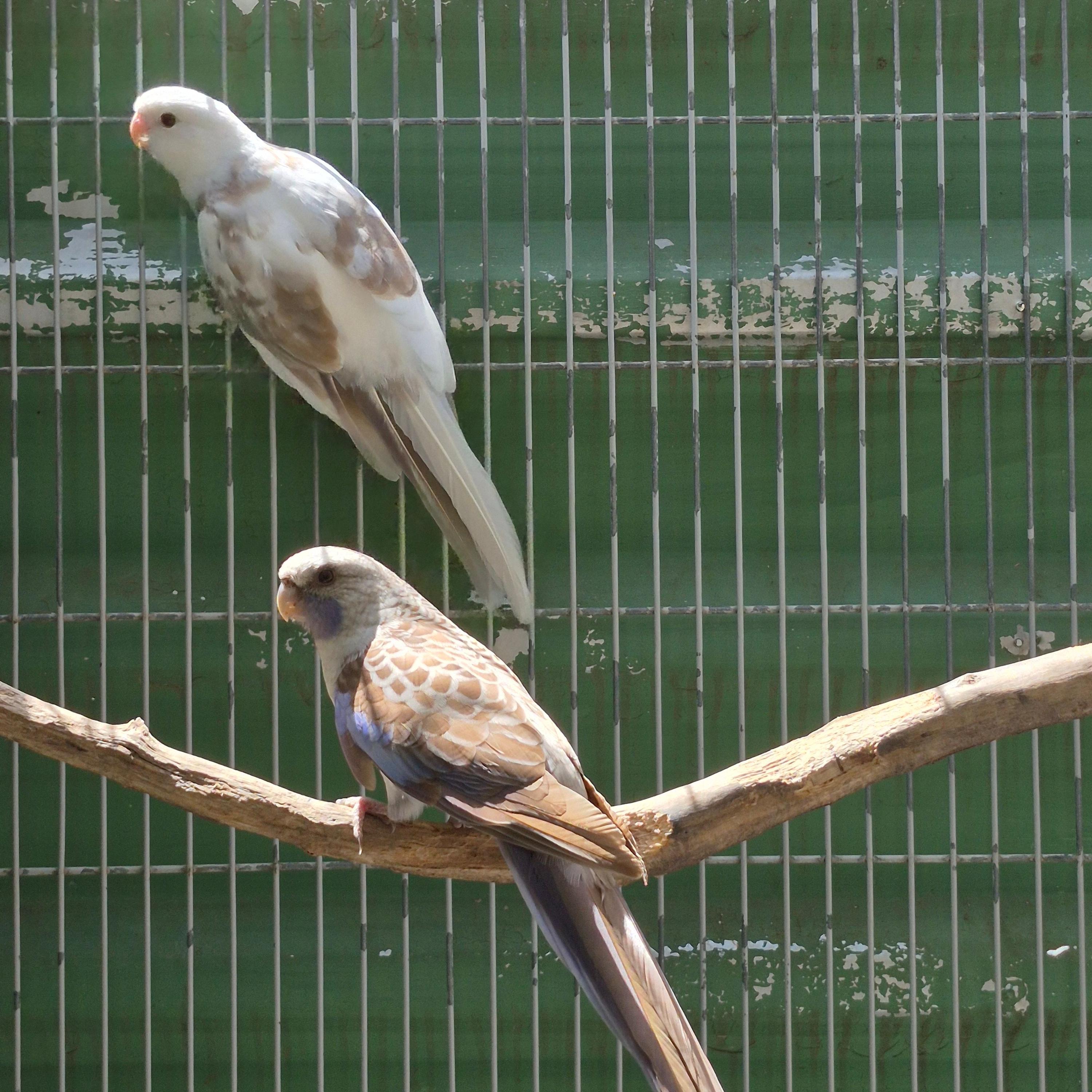 Imagem de Casal Rosela Pennant - 1